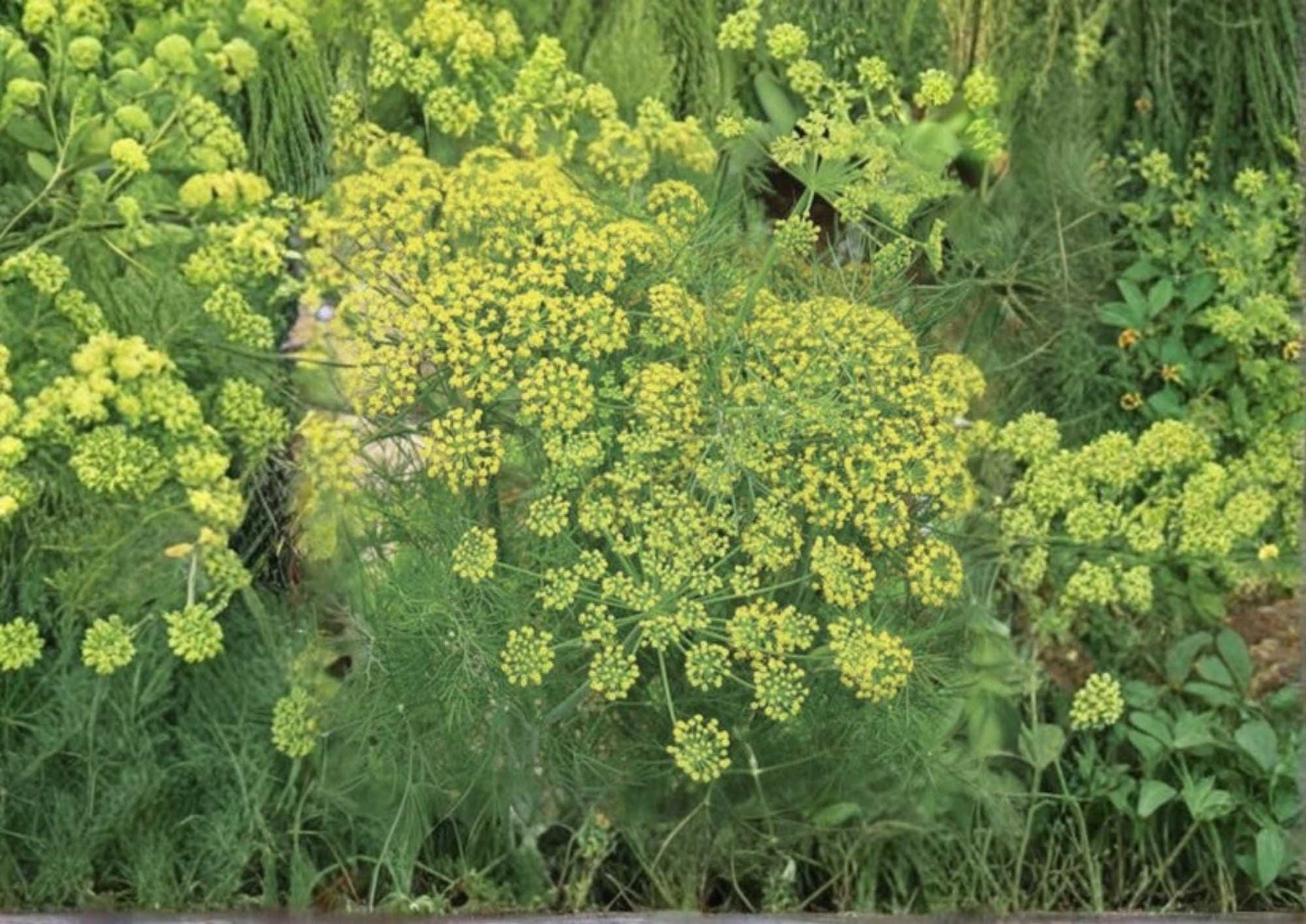 Mammoth Long Island Dill Seeds - 1000+ Heirloom Culinary Herb Seeds for Garden Planting - Aromatic Pickling Dill (Anethum graveolens)