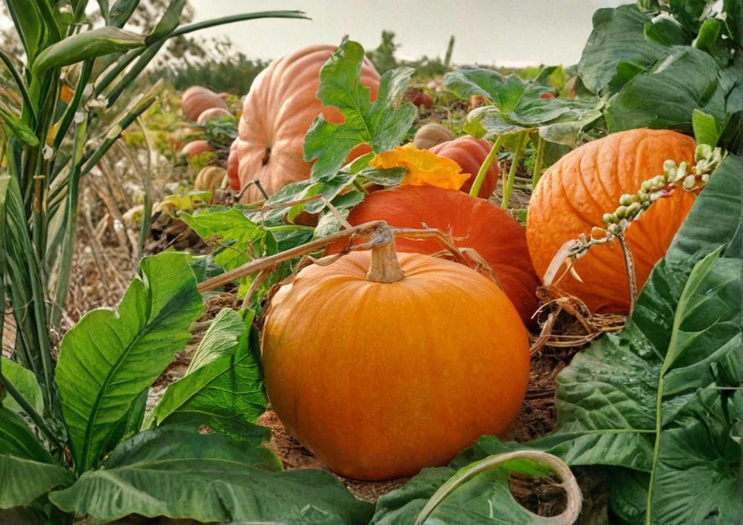 Connecticut Field Pumpkin Seeds - 10+ Heirloom Vegetable Seeds for Garden - Classic Orange Jack-O-Lantern - Non-GMO