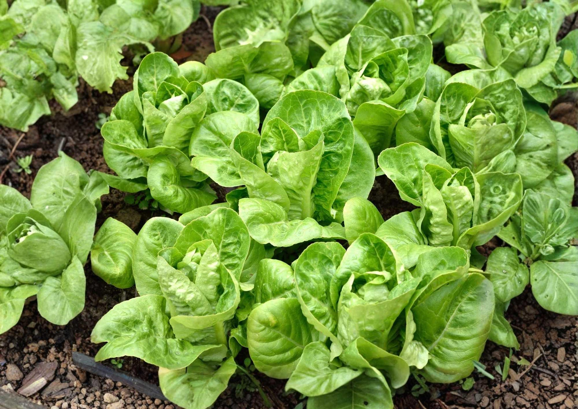 Buttercrunch Butterhead Lettuce Seeds - 500+ Non-GMO Vegetable Seeds for Garden Planting - Crisp Sweet Salad Greens
