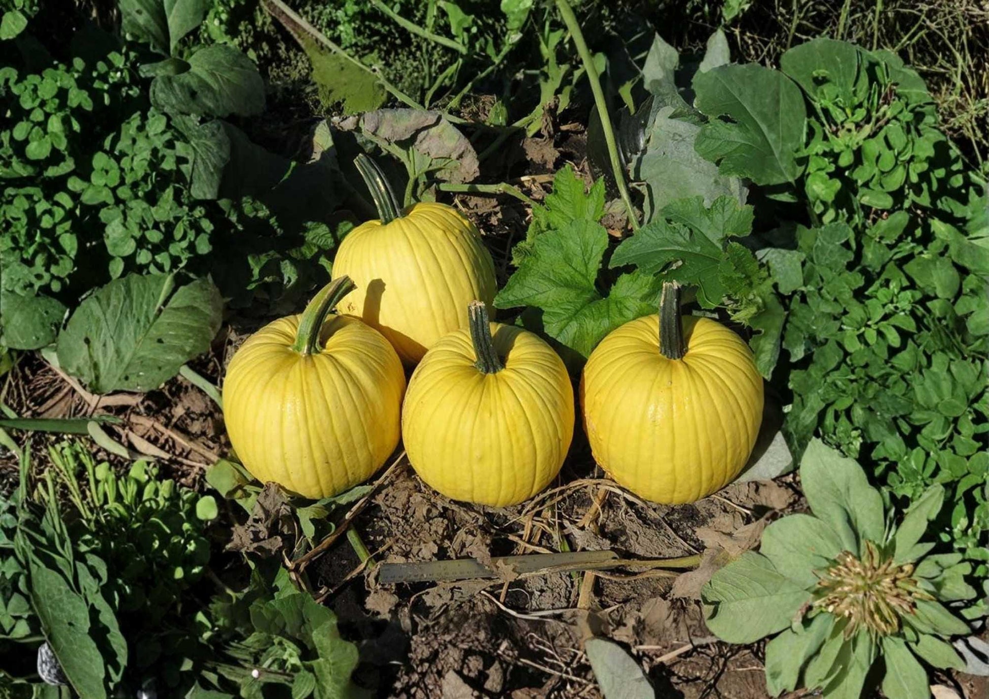 Mellow Yellow Pumpkin Seeds - 10 Rare Ornamental Seeds for Garden Planting - Unique Bright Yellow Gourds (Cucurbita pepo)