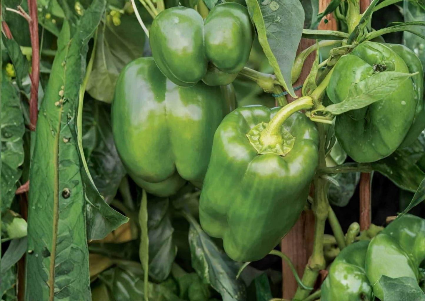 Big Bertha Sweet Pepper Seeds - 50+ Heirloom Organic Non-GMO Rare Vegetable Seeds for Garden Planting