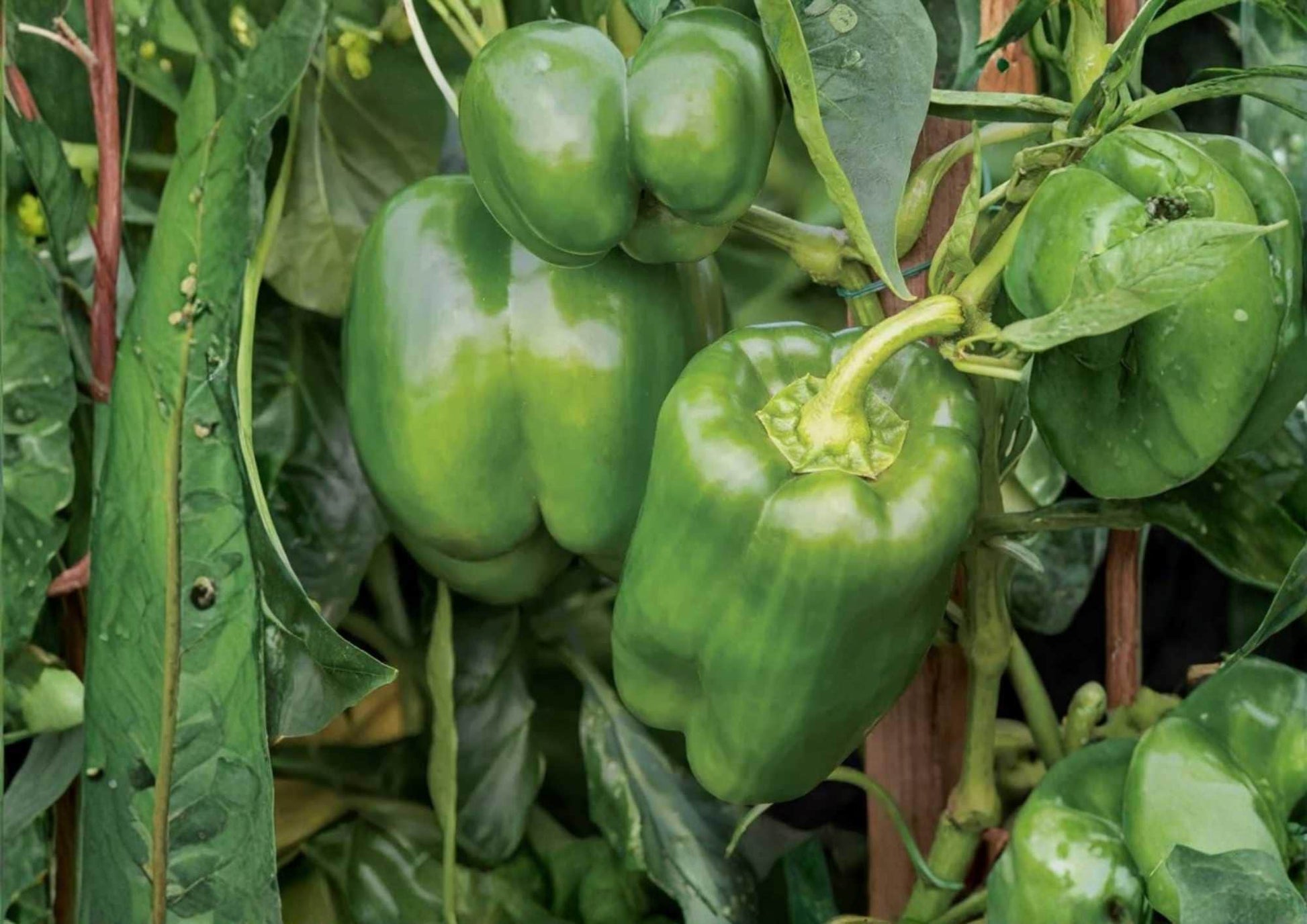 Big Bertha Sweet Pepper Seeds - 50+ Heirloom Organic Non-GMO Rare Vegetable Seeds for Garden Planting