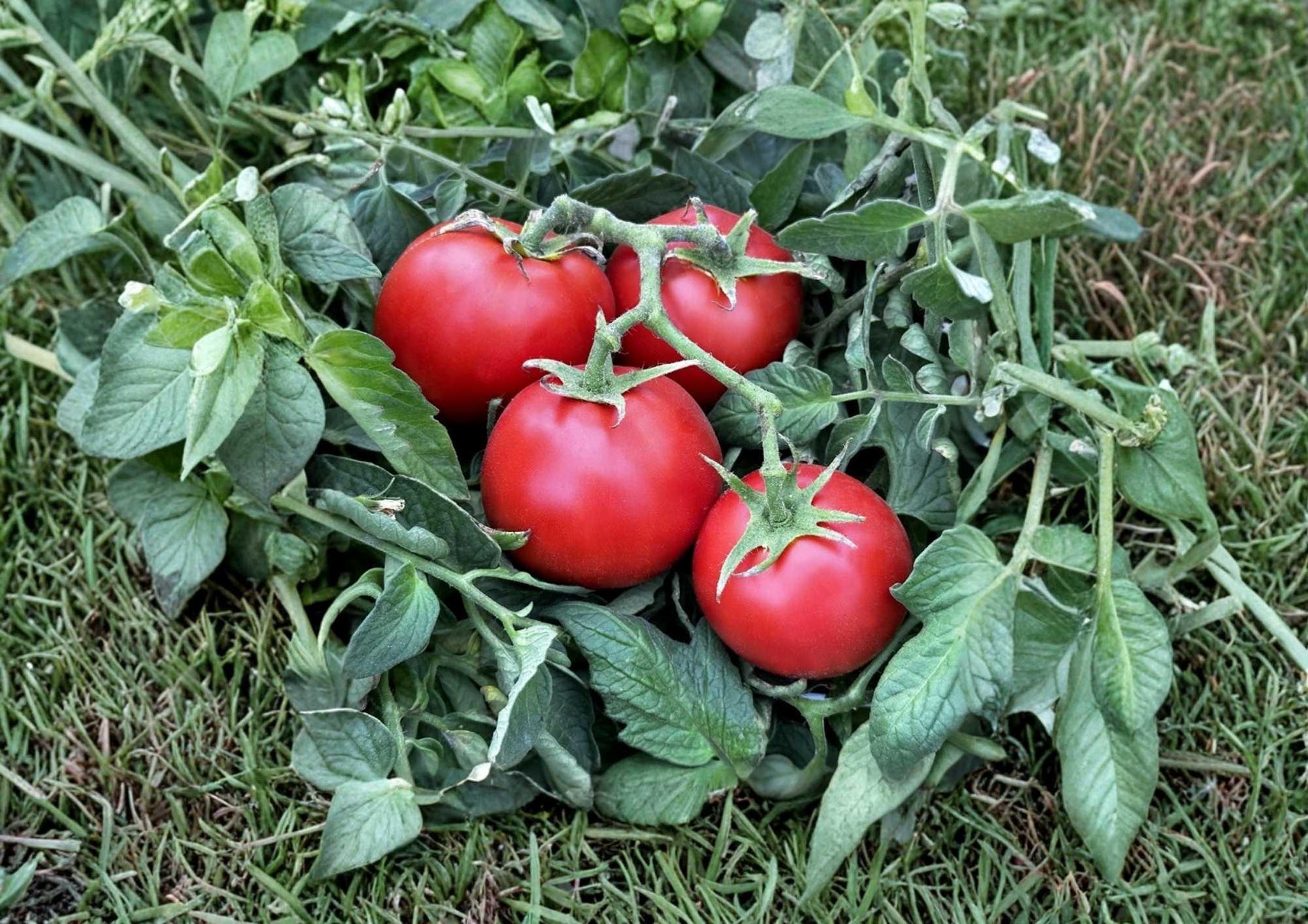 Heirloom Tomato Seeds - 120+ Ultra Early Red Seeds - Fastest Ripening Vegetable for Garden Planting - Solanum lycopersicum