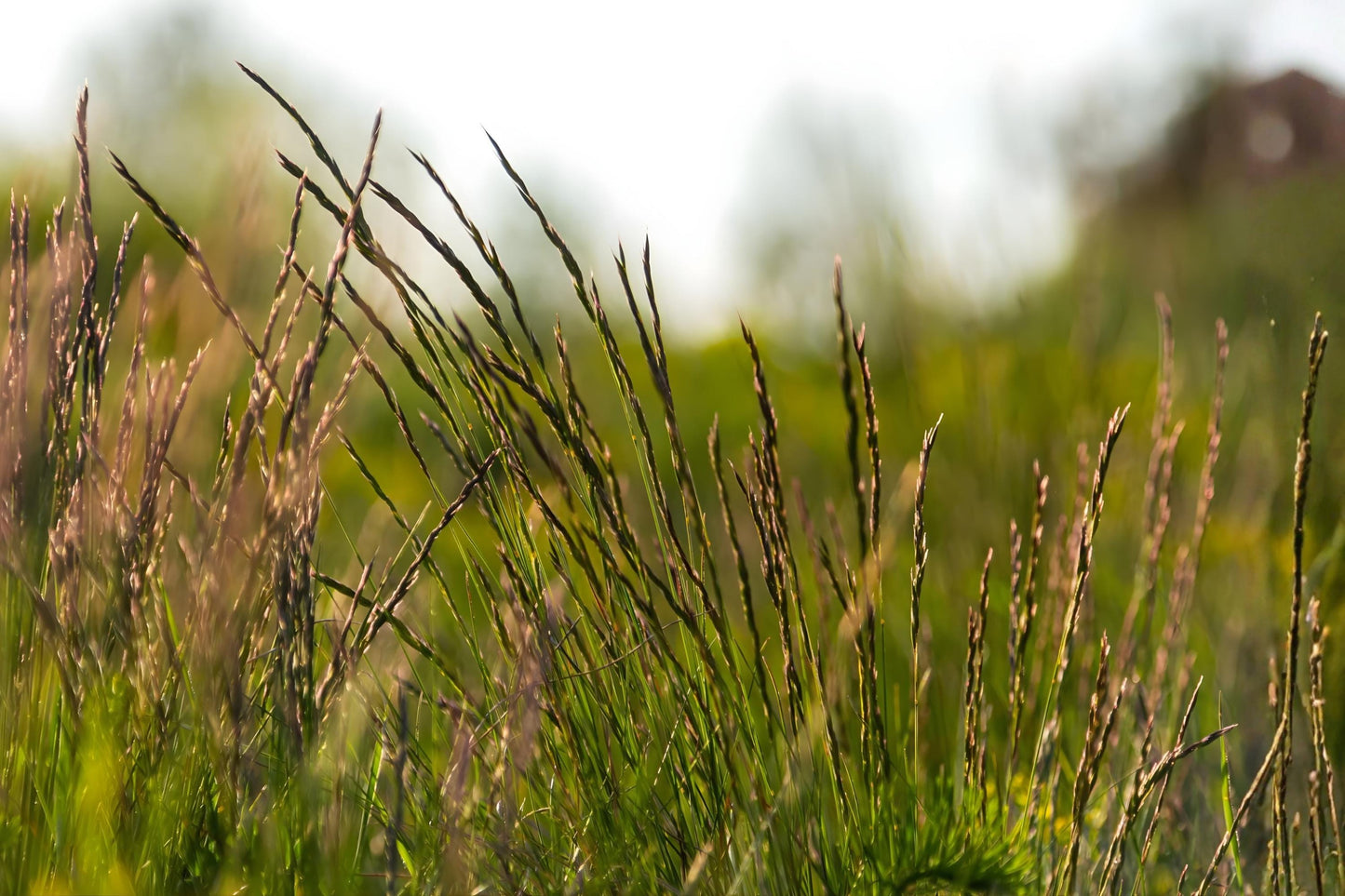 Perennial Ryegrass Seeds (100) - Blackcat II Variety, Lolium perenne - Fast Germination, Lush Dark Green Lawn Grass