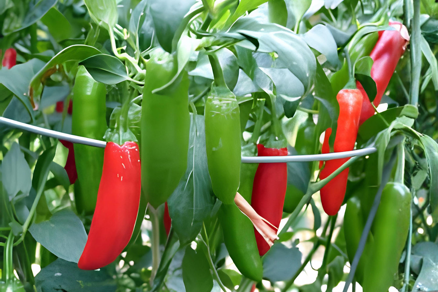 Serrano Tampiqueño Pepper Seeds (25) | Hot Chili Pepper Seeds | Capsicum annuum | Medium Heat, Ideal for Salsas and Sauces