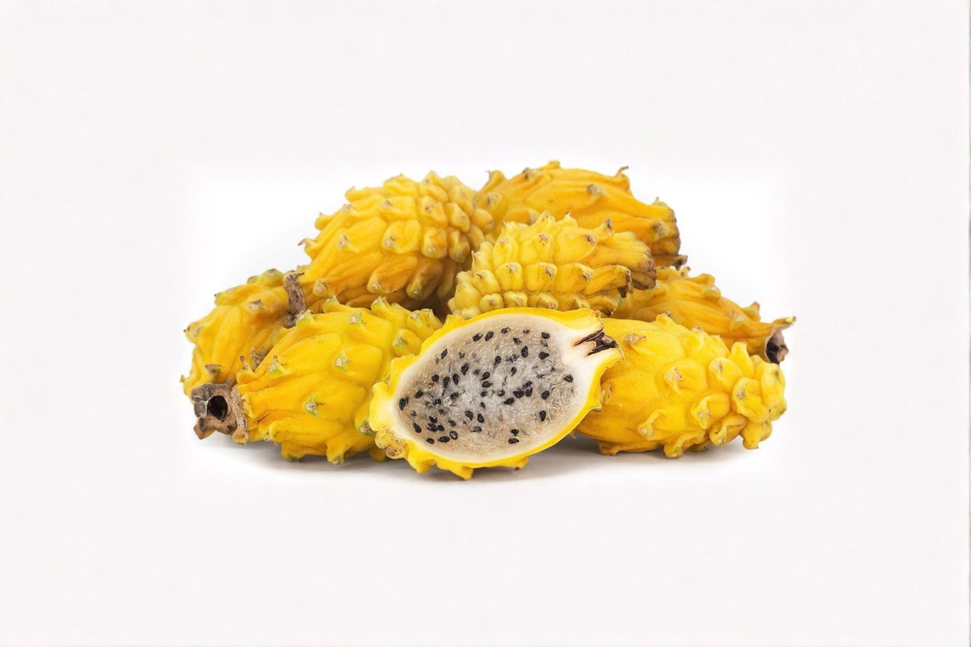 Yellow Dragon Fruit Plant - Selenicereus megalanthus - Rooted Live Cactus for Home Garden & Tropical Planting