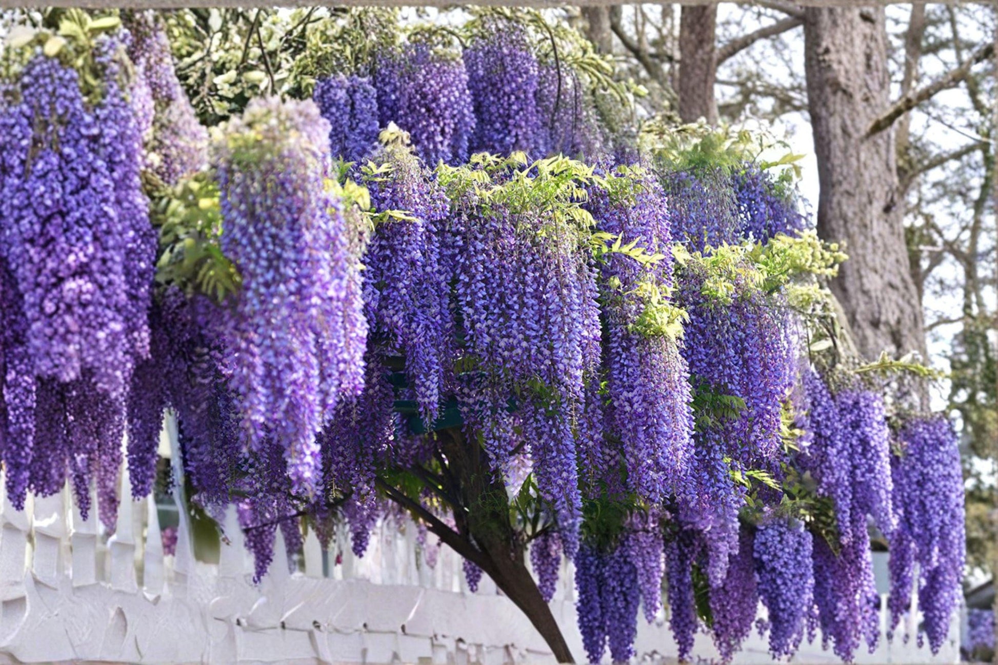 Japanese Wisteria Cuttings 5 Pack - Wisteria floribunda - Fresh Unrooted Flowering Vine for Propagation and Climbing Gardens