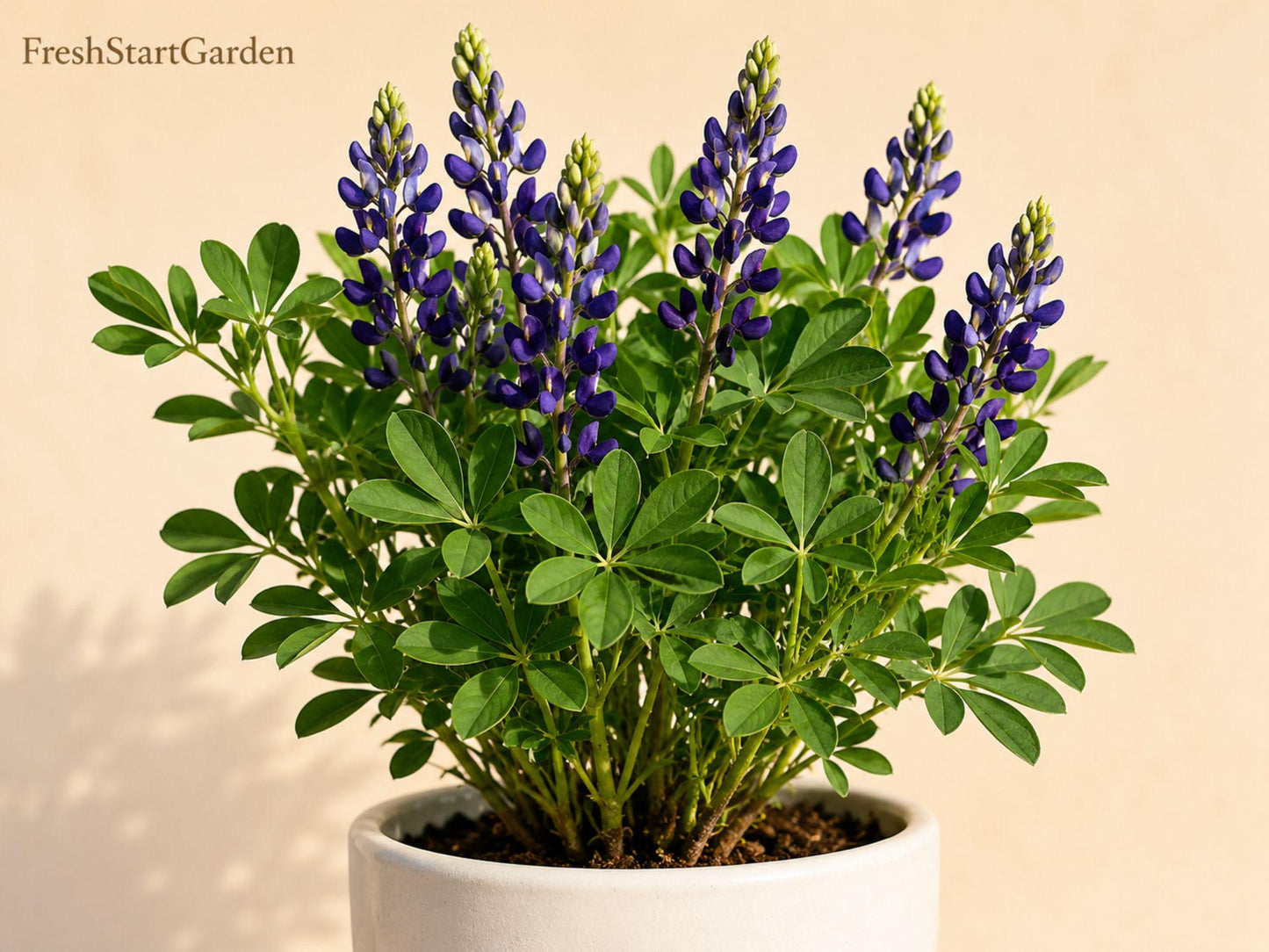 False Indigo Wildflower Bare Root 12-24in Baptisia spp. Native Perennial for Pollinator Garden, Blue-Purple Flowers