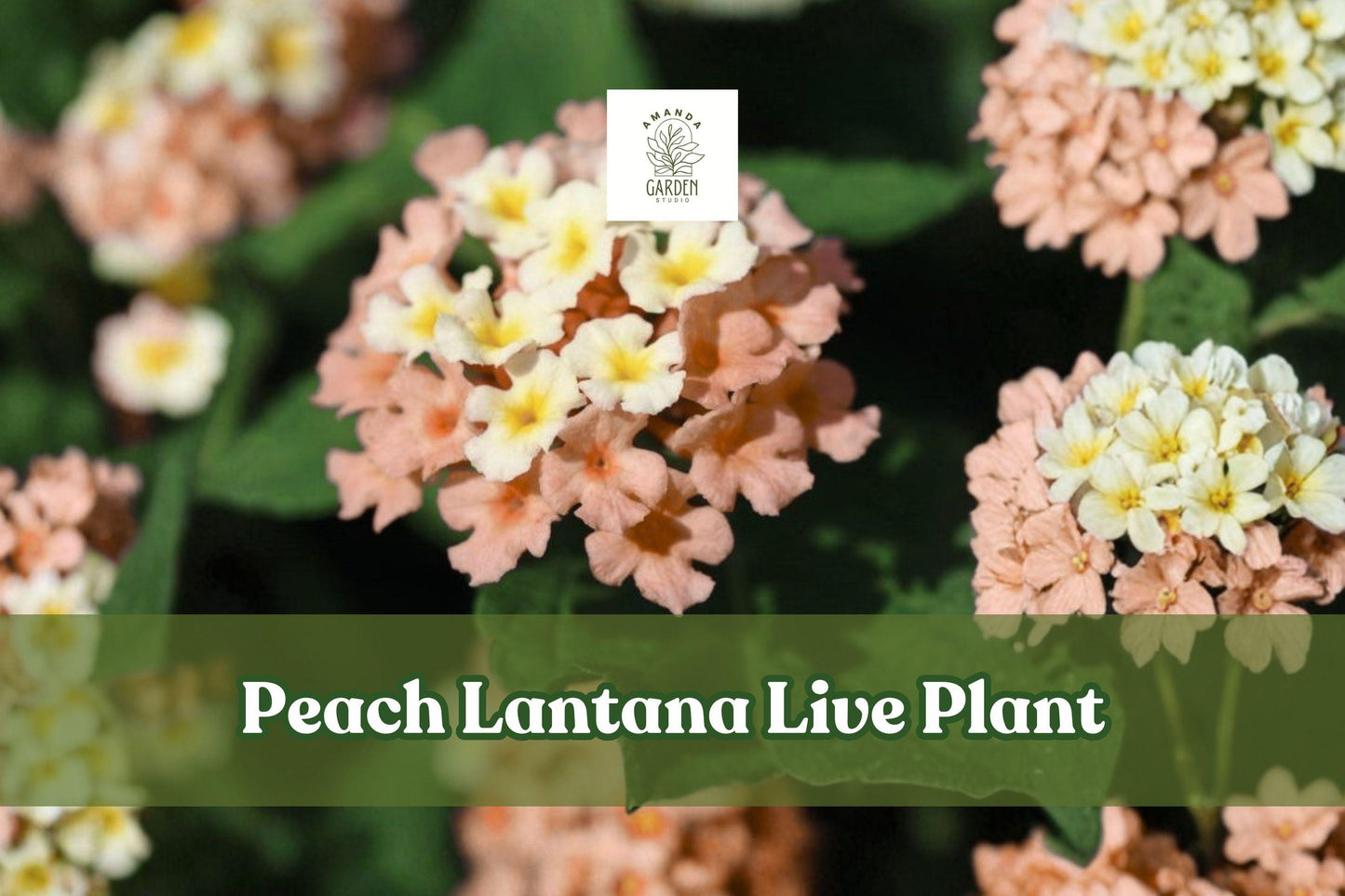 Peach Lantana Live Starter Plant | Flowering Plug for Containers & Borders | Lantana, Pollinator Friendly, Easy Care