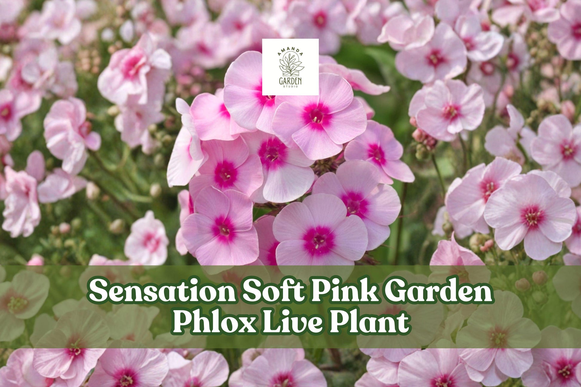 Sensation Soft Pink Garden Phlox Live Plant | Phlox paniculata | Perennial Starter for Borders, Containers, Cottage Gardens