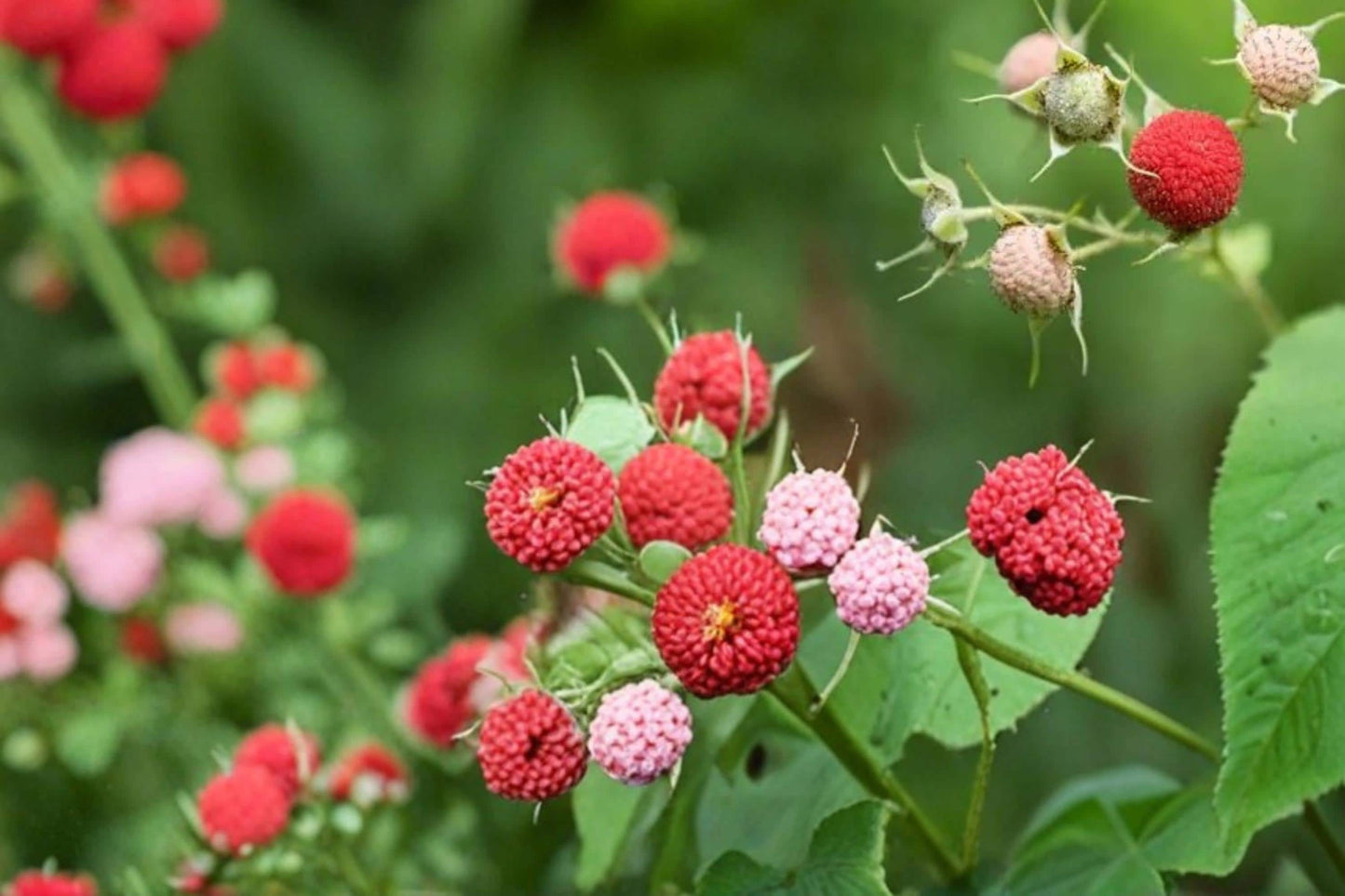 Thimbleberry Seeds - 50 Count - Edible Red Berries - Rubus parviflorus - Fruiting Shrub for Gardens and Woodland Areas