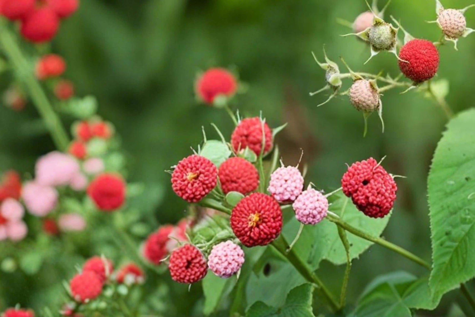 Thimbleberry Seeds - 50 Count - Edible Red Berries - Rubus parviflorus - Fruiting Shrub for Gardens and Woodland Areas