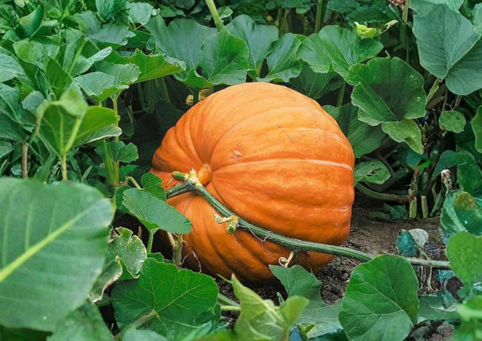 Cinderella Pumpkin Seeds - 10 Heirloom Seeds for Garden Planting, Rouge Vif d’Etampes, Flat Ribbed Orange Pumpkins