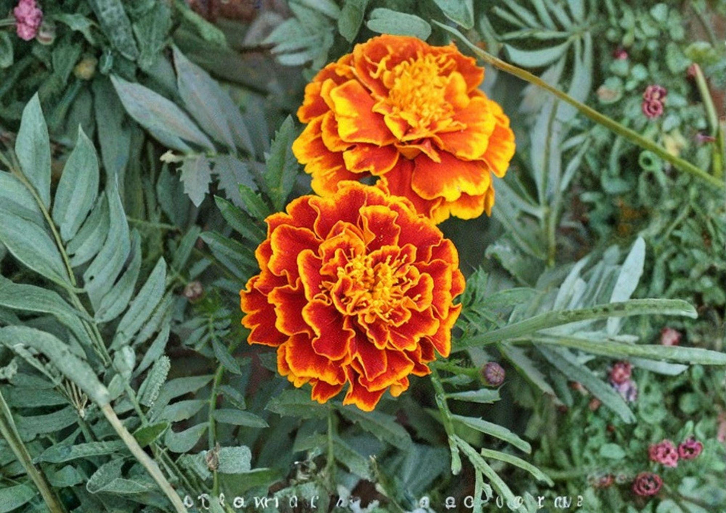 French Marigold Seeds 200+ Heirloom Sparky Mix Bright Orange Yellow Blooms Pollinator Friendly Flower Seeds for Garden Planting