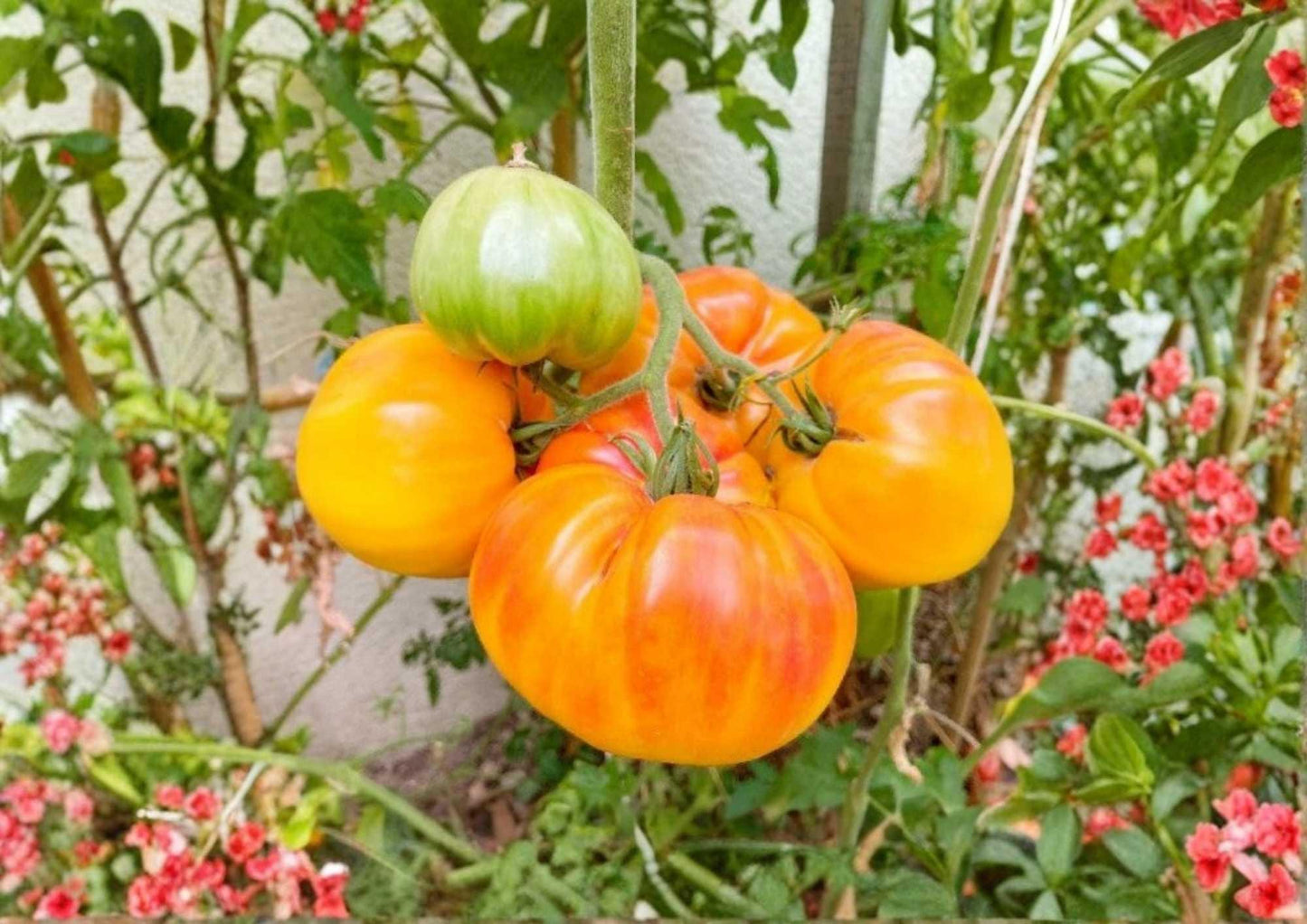 30+ Pineapple Tomato Seeds - Heirloom Non-GMO Bicolor Beefsteak Seeds - Sweet Fruity Flavor - Perfect for Garden Planting