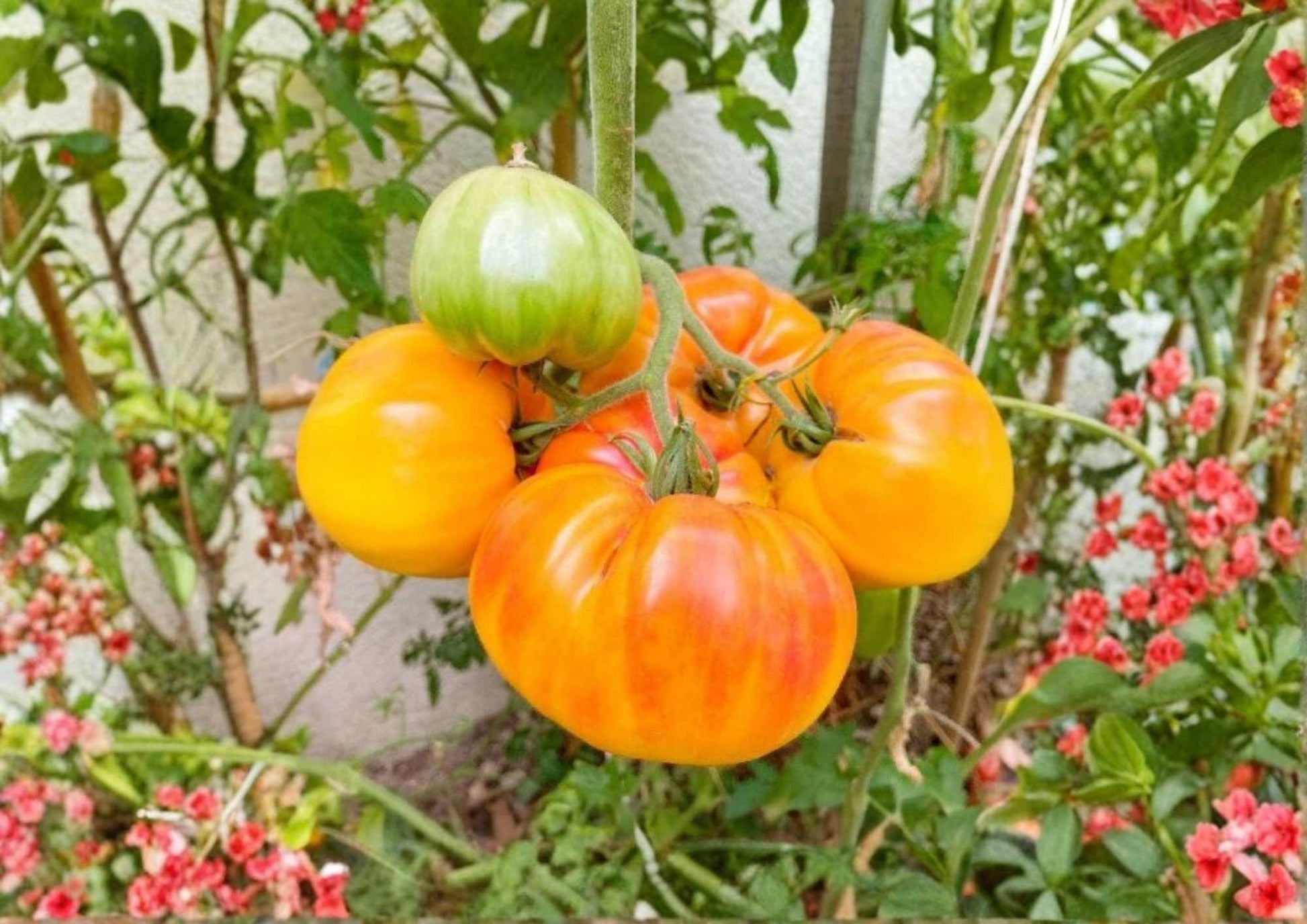 30+ Pineapple Tomato Seeds - Heirloom Non-GMO Bicolor Beefsteak Seeds - Sweet Fruity Flavor - Perfect for Garden Planting