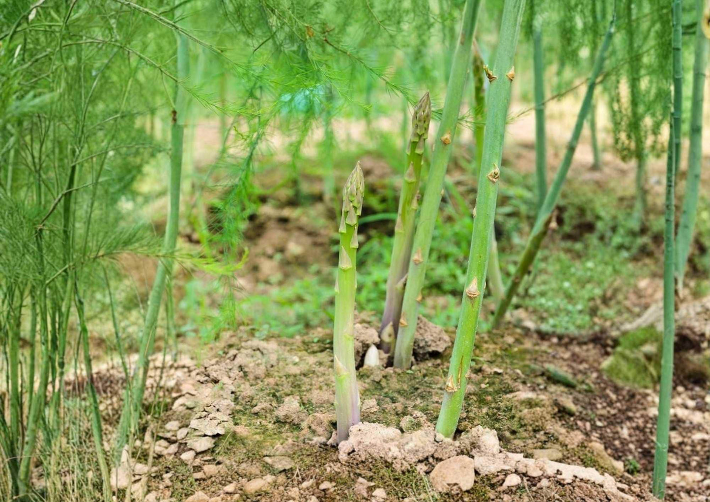 UC 157 F2 Asparagus Seeds - Heirloom Vegetable Seeds for Garden Planting - Non-GMO High Yield Perennial Crop