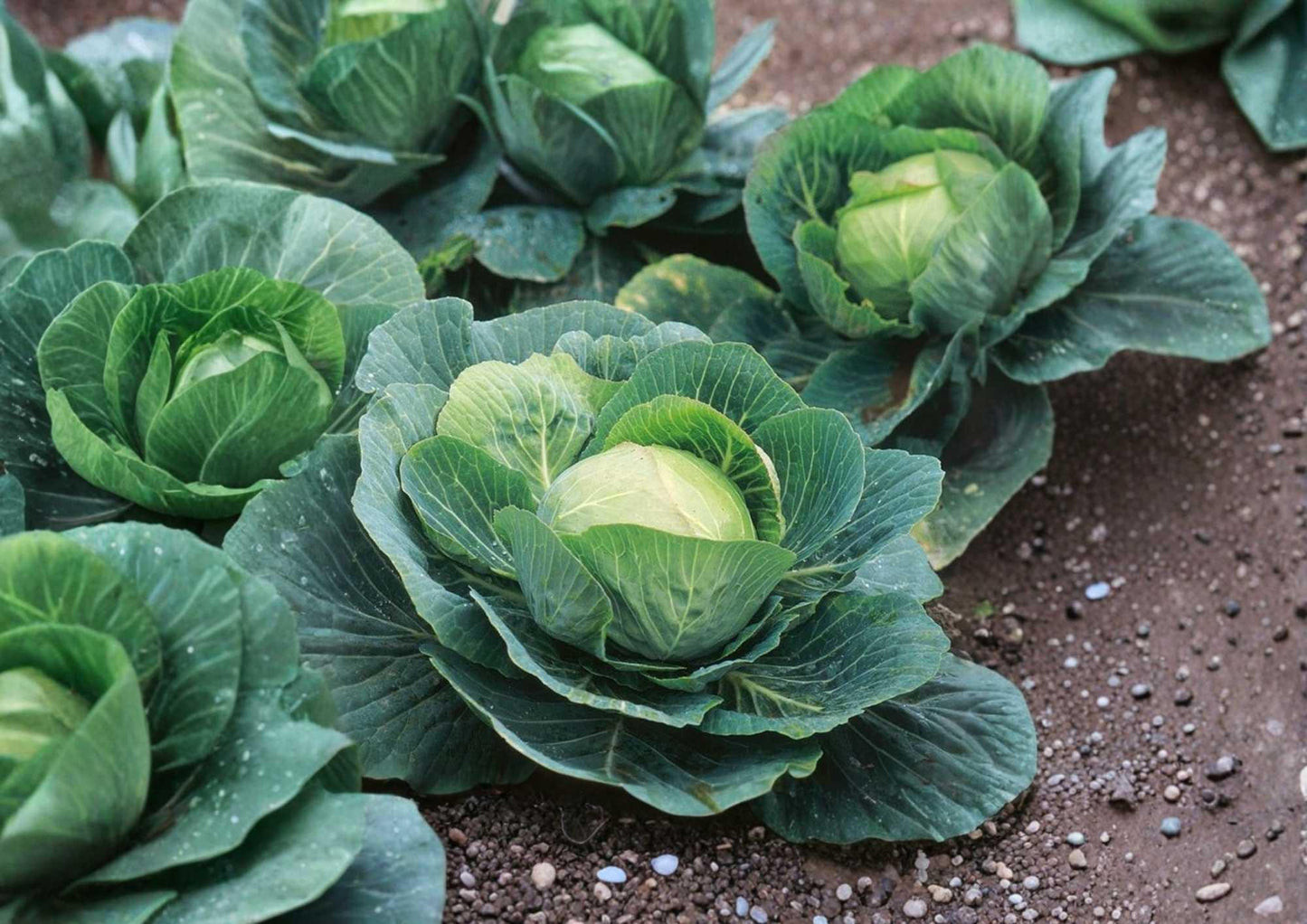 Golden Acre Cabbage Seeds - 1000+ Heirloom Non-GMO Vegetable Seeds for Garden Planting - Brassica oleracea
