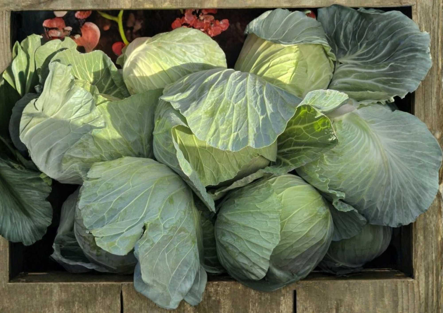 Golden Acre Cabbage Seeds - 500+ Heirloom Non-GMO Vegetable Seeds for Garden Planting, Sweet Crisp High Yield - Brassica oleracea