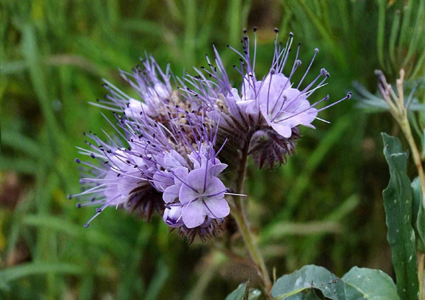 Lacy Phacelia Seeds - 1000+ Purple Tansy Flower Seeds, Bee & Butterfly Pollinator, Fast Growing Cover Crop, Soil Builder