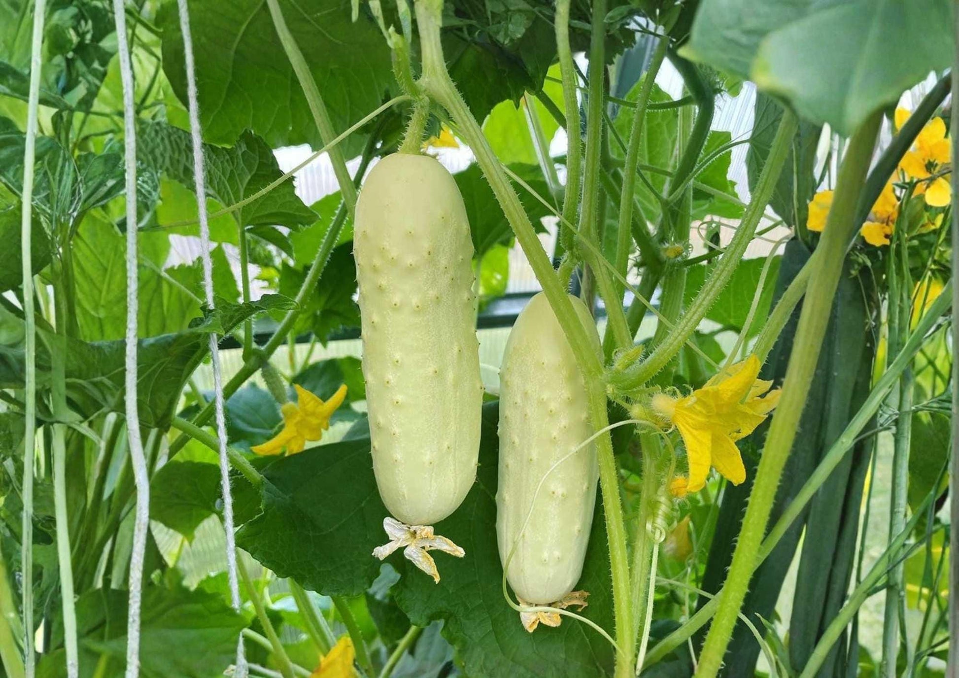 White Wonder Cucumber Seeds - 100+ Heirloom Non-GMO Rare Vegetable Seeds, Crisp White Skin, Mild Sweet Flavor - Cucumis sativus