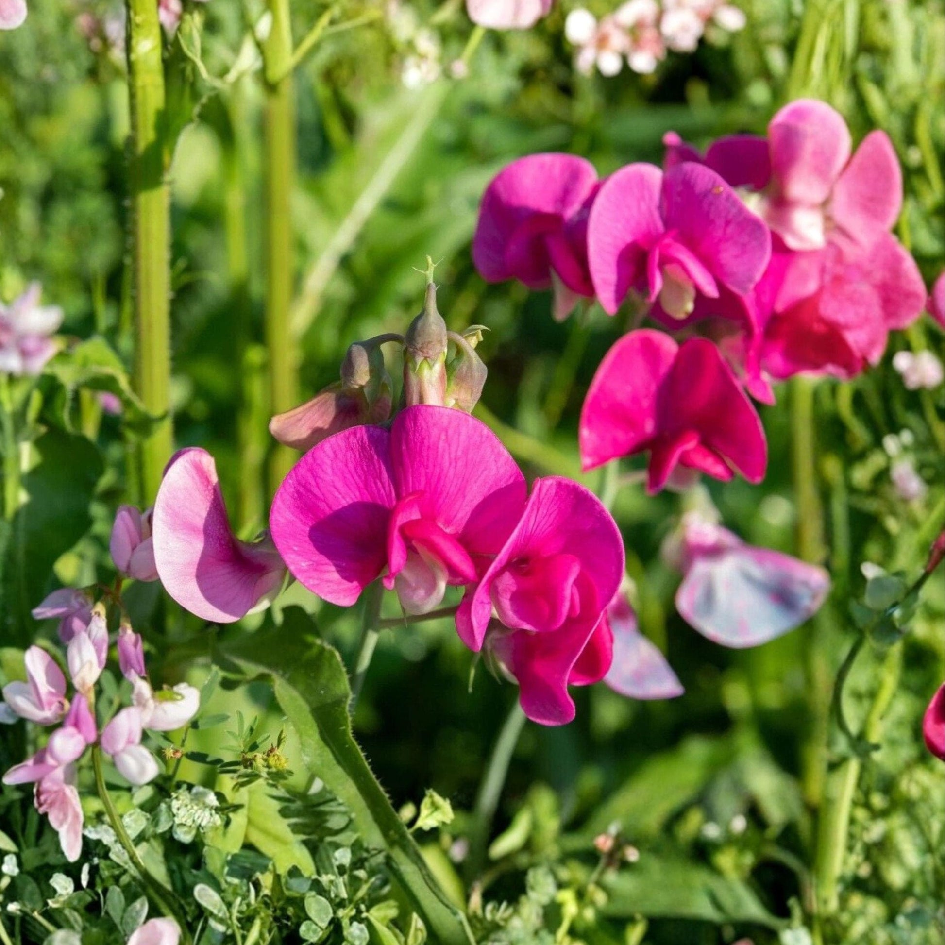 Polygala Myrtifolia Cuttings - 7 Count Sweet Pea Bush Cuttings for Garden - Evergreen Flowering Shrub