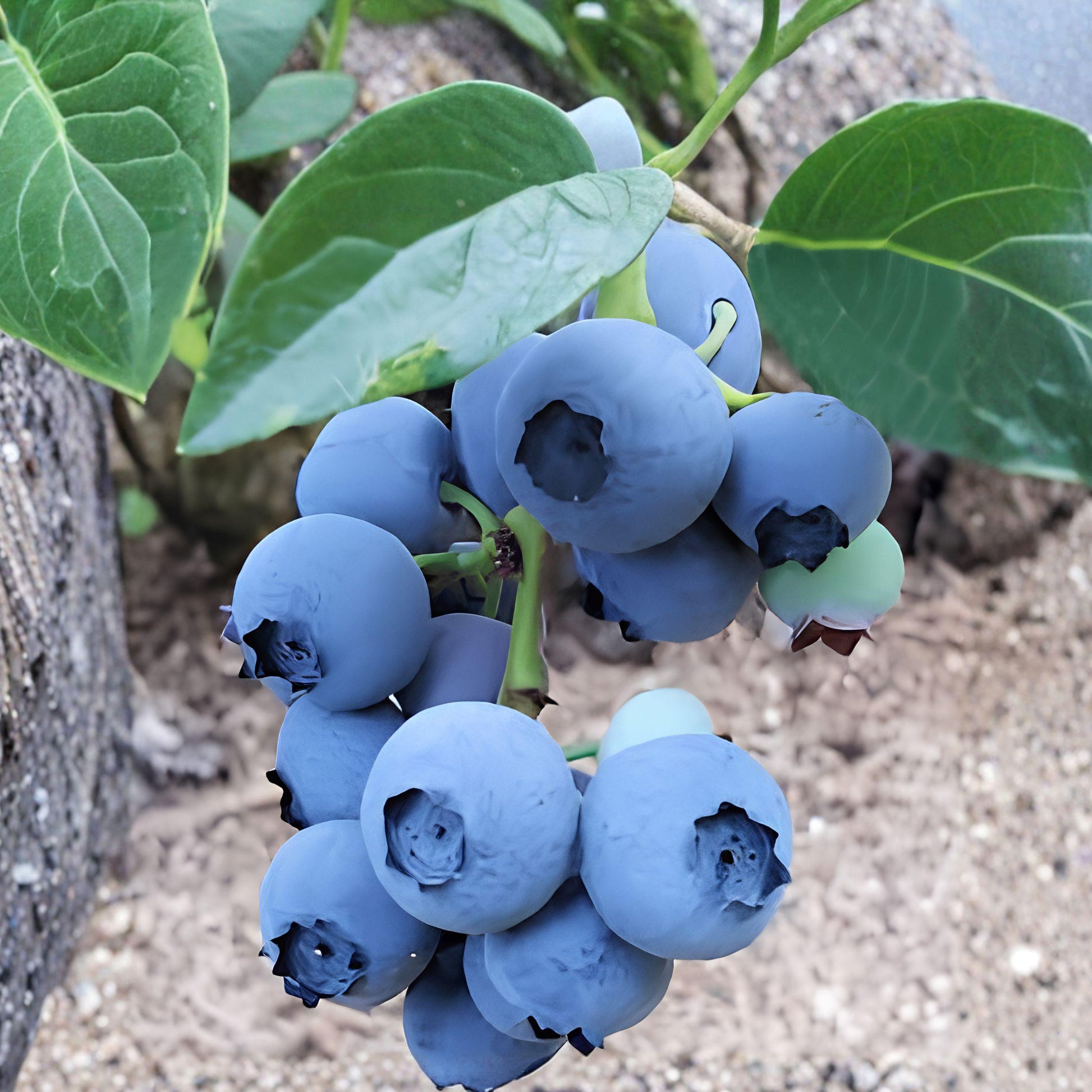 Blueberry Plants, 2 Pack, Live Starter Plants for Garden, BlueRays, Vaccinium corymbosum