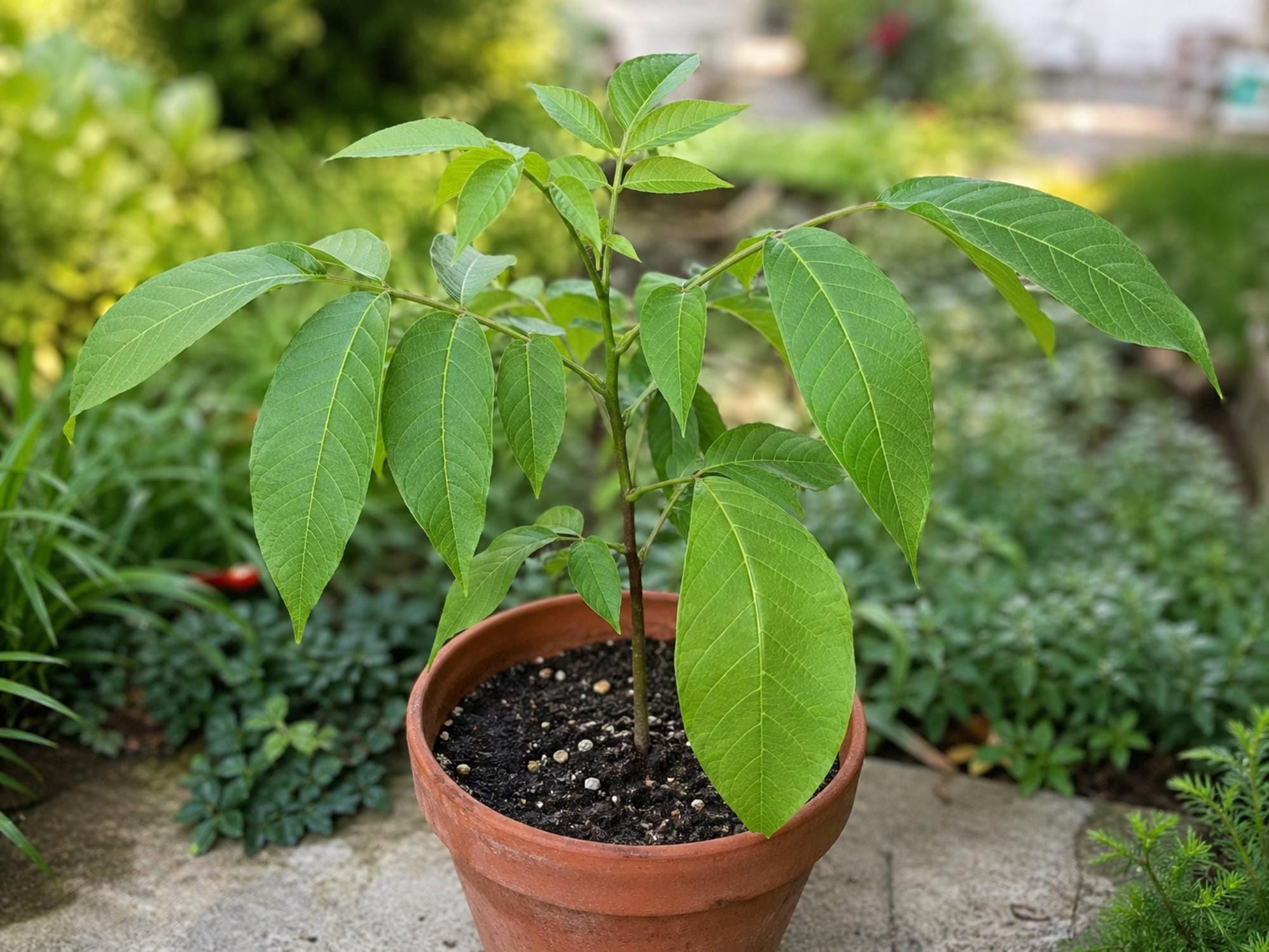 White Walnut Tree Bare Root Plant 12-24in Juglans cinerea Native Edible Nut Butternut Tree for Landscaping and Edible Gardens