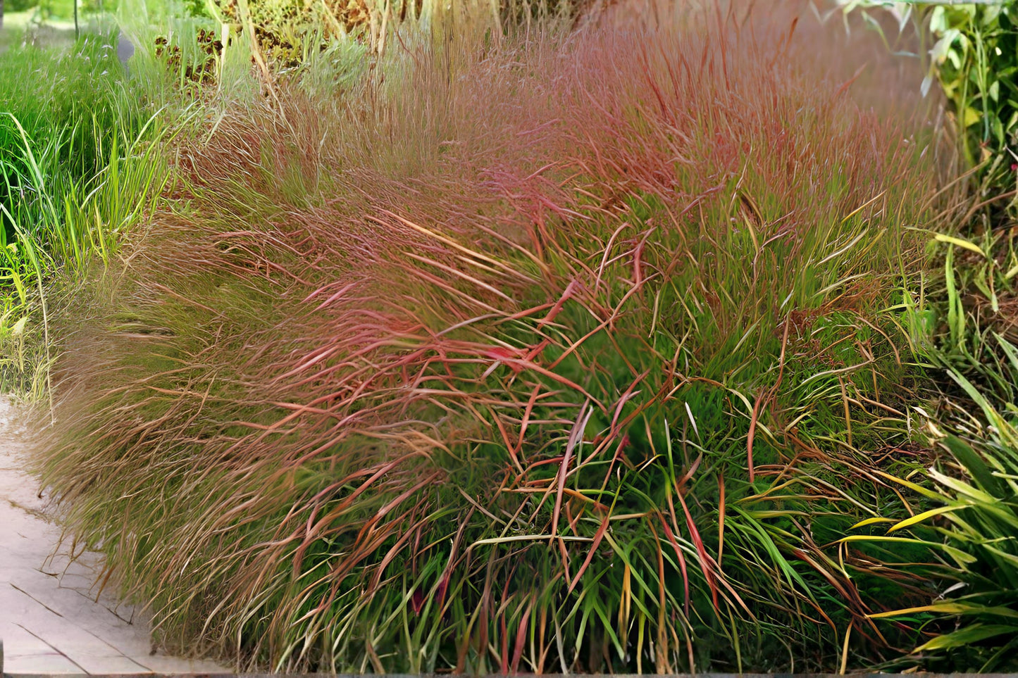 Switchgrass Seeds (100) | Panicum virgatum | Native Warm-Season Grass for Erosion Control & Wildlife Habitat