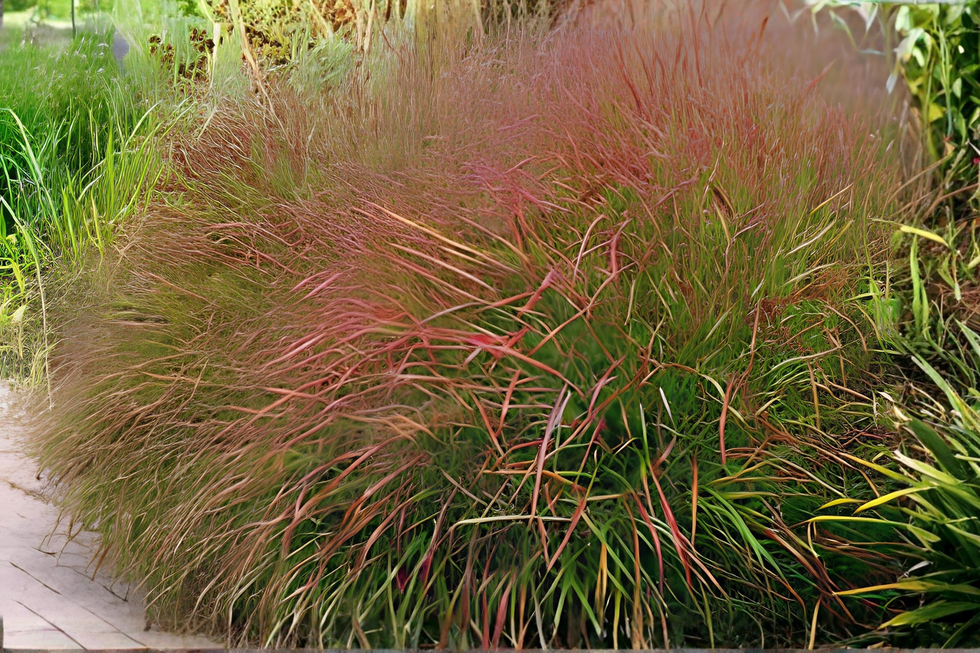 Switchgrass Seeds (100) | Panicum virgatum | Native Warm-Season Grass for Erosion Control & Wildlife Habitat