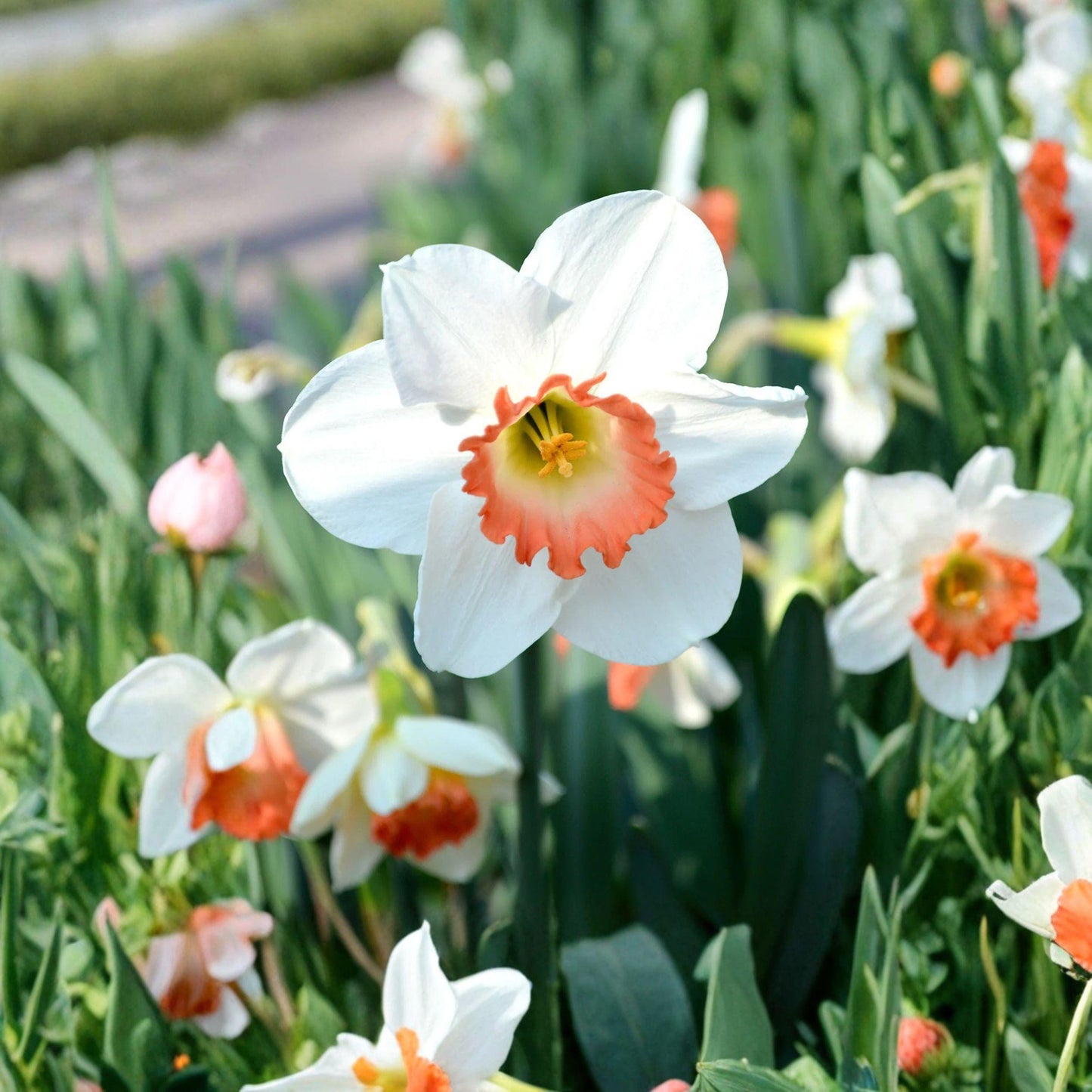 Pink Charm Daffodil Bulbs, 10 Count, Spring Flower Bulbs for Garden Planting, Narcissus 'Pink Charm'