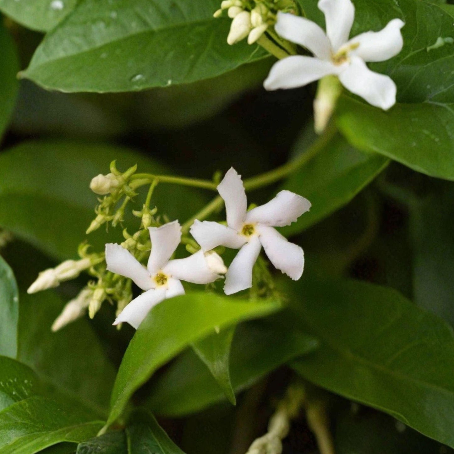 Star Jasmine Cuttings 6 Pack Climbing Vine Trachelospermum jasminoides Fragrant Evergreen for Garden