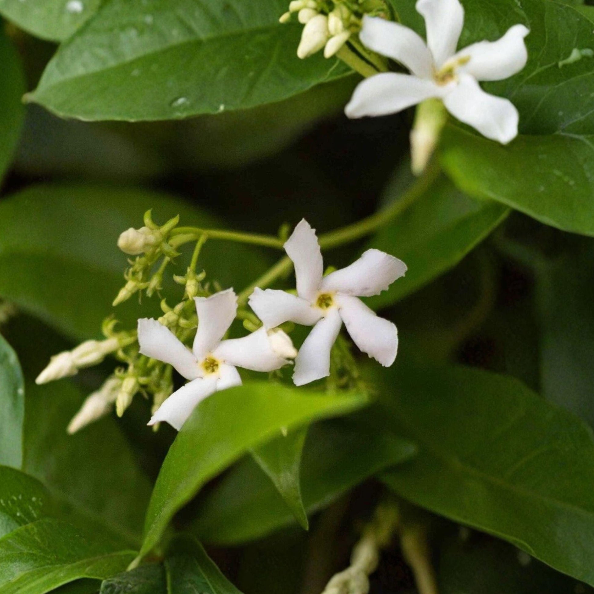 Star Jasmine Cuttings 6 Pack Climbing Vine Trachelospermum jasminoides Fragrant Evergreen for Garden