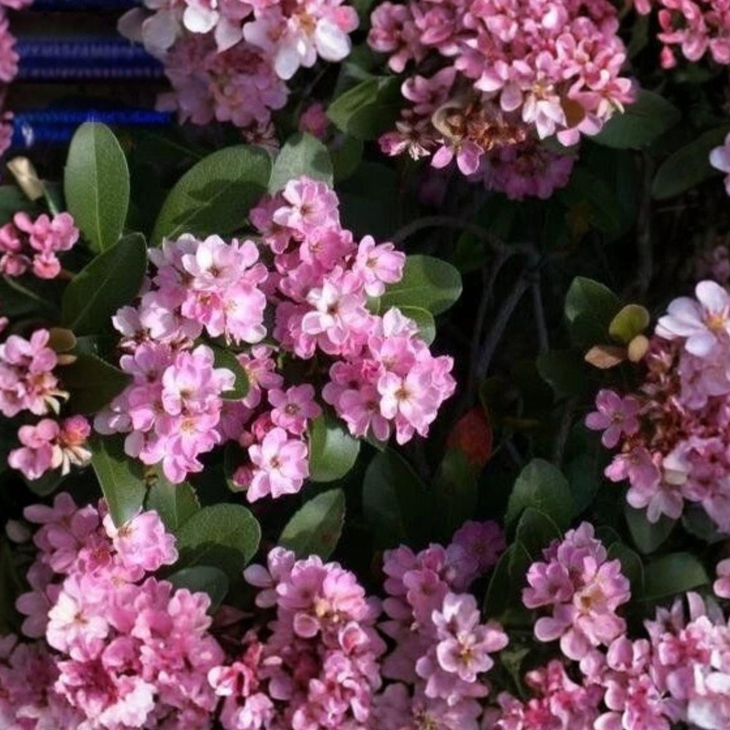 Indian Hawthorne Cuttings 6 Pack, Pink Dancer Flowering Shrub, Rhaphiolepis indica, Live Plant Cuttings for Garden