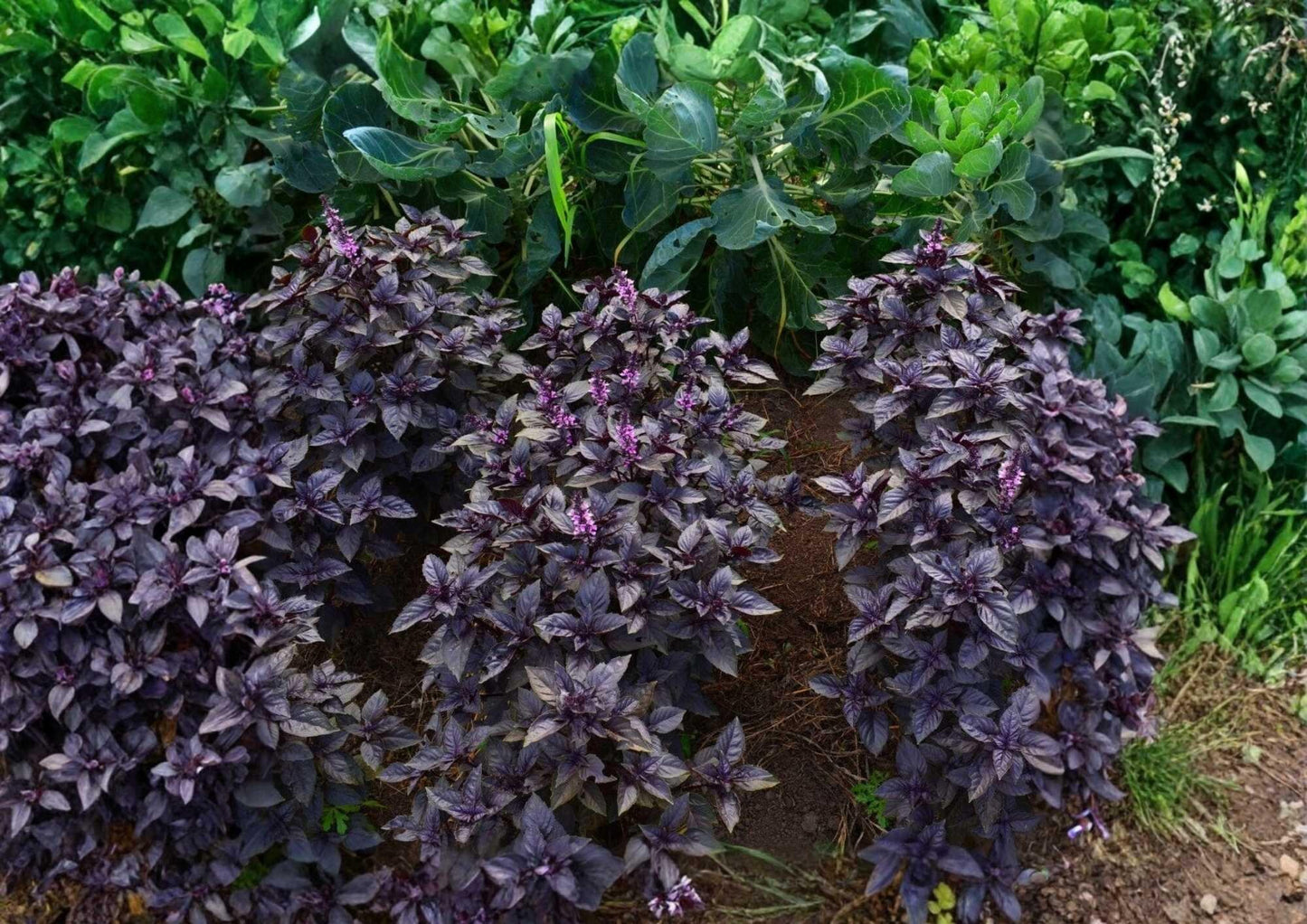 Dark Opal Basil Seeds - 500+ Heirloom Organic Non-GMO Herb Seeds, Deep Purple Aromatic Leaves for Culinary & Medicinal Use
