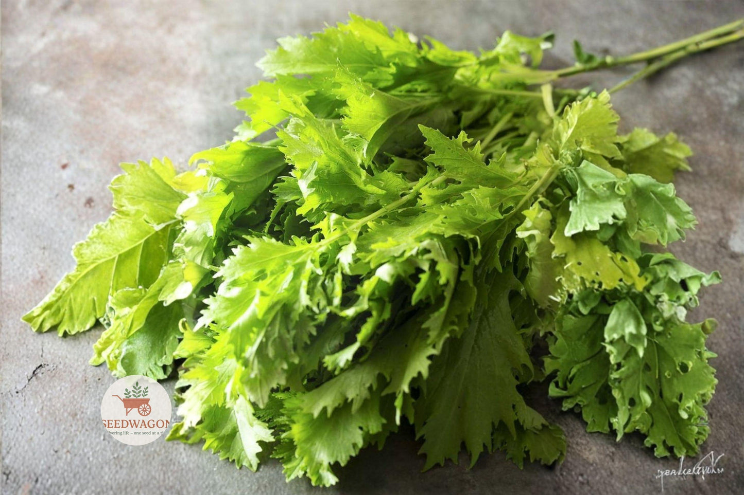 Mizuna Spinach Seeds - 150 Heirloom Seeds for Japanese Mustard Greens (Brassica rapa) - Fast-Growing, Mild Flavor, Cool-Season Veggies