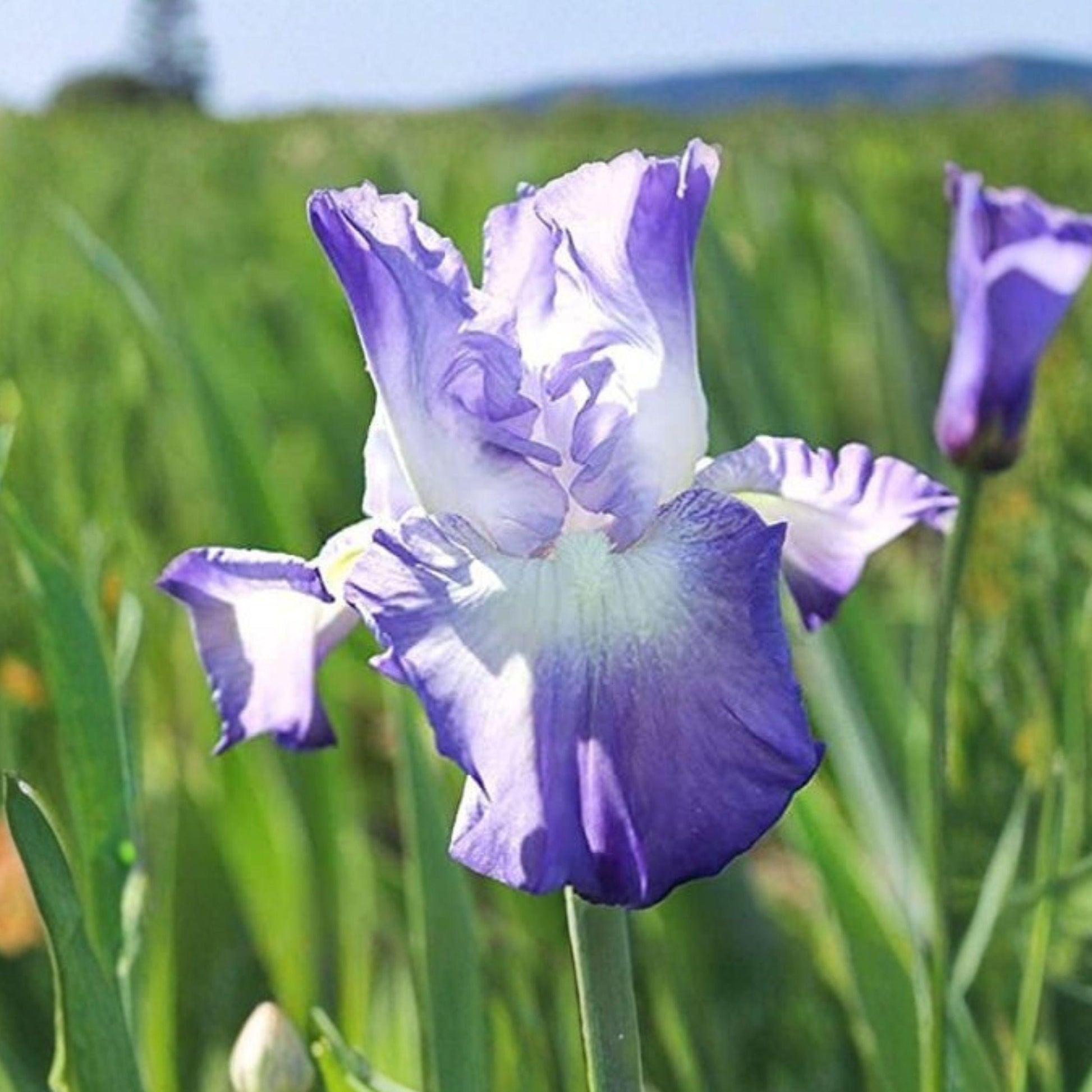 Bearded Iris Rhizomes 5 Count 'Blue Heaven' Mix - Perennial Flower Bulbs for Garden Planting (Iris germanica)