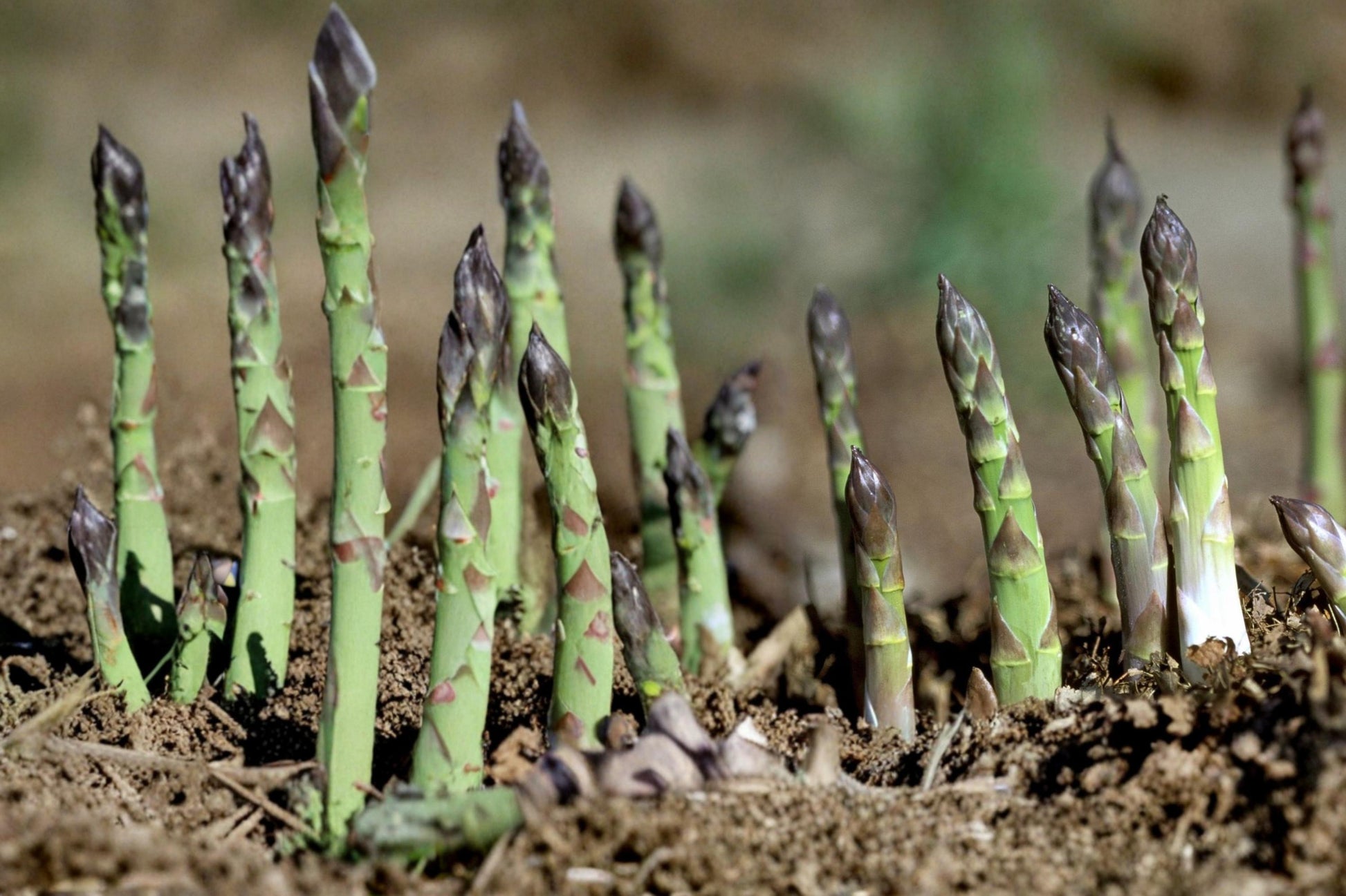 Millennium Asparagus Crowns - 15 Bare Root Perennial Vegetable Plants (Asparagus officinalis) for Home Gardening