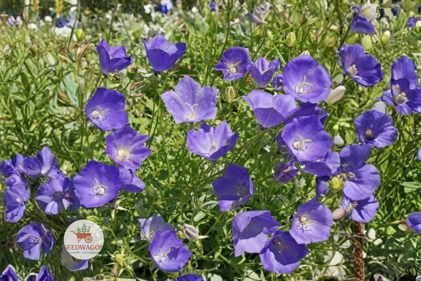 Tussock Bellflower Seeds - 100 Heirloom Campanula carpatica - Blue Violet Perennial for Rock Gardens & Pollinator Friendly Landscapes