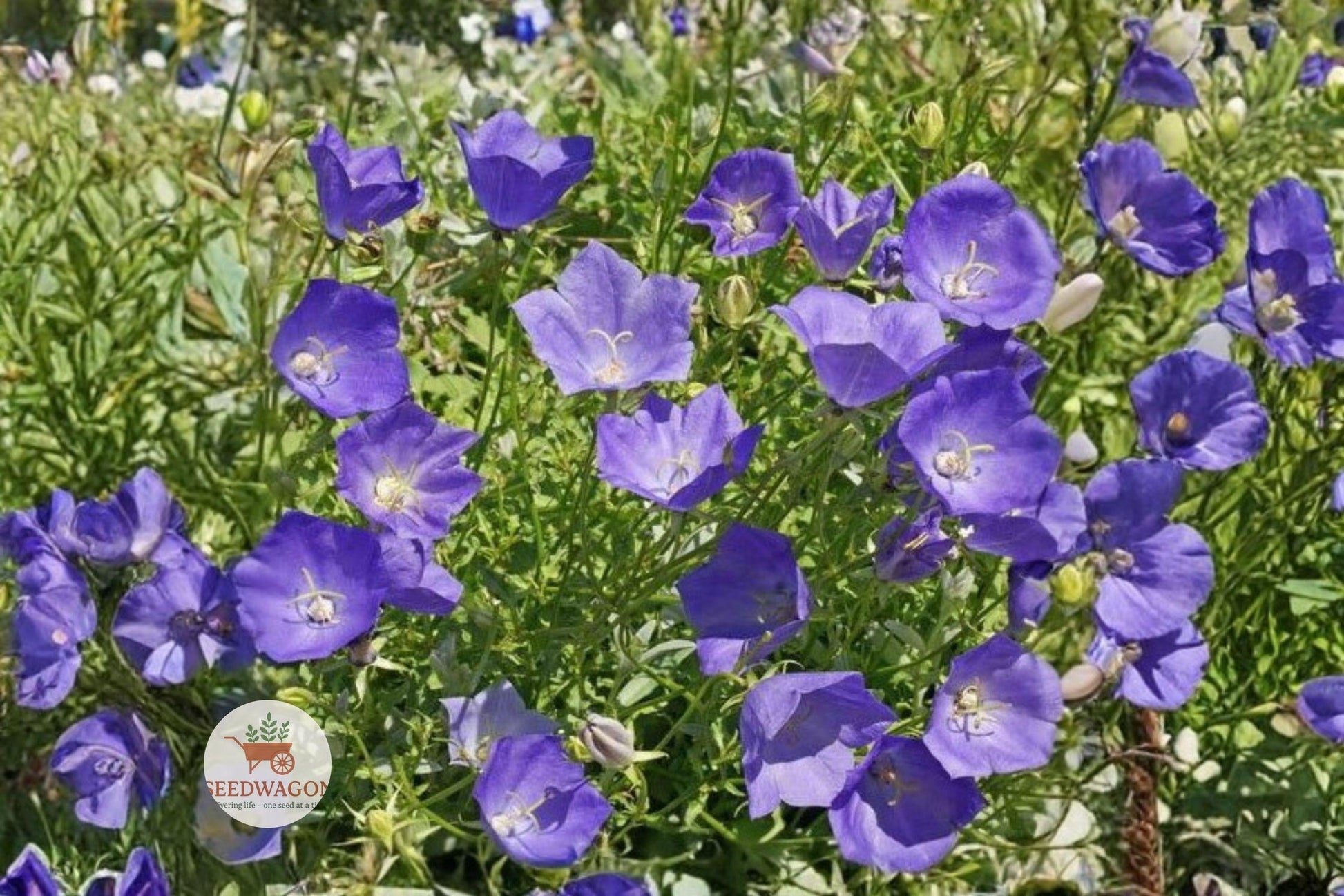 Tussock Bellflower Seeds - 100 Heirloom Campanula carpatica - Blue Violet Perennial for Rock Gardens & Pollinator Friendly Landscapes