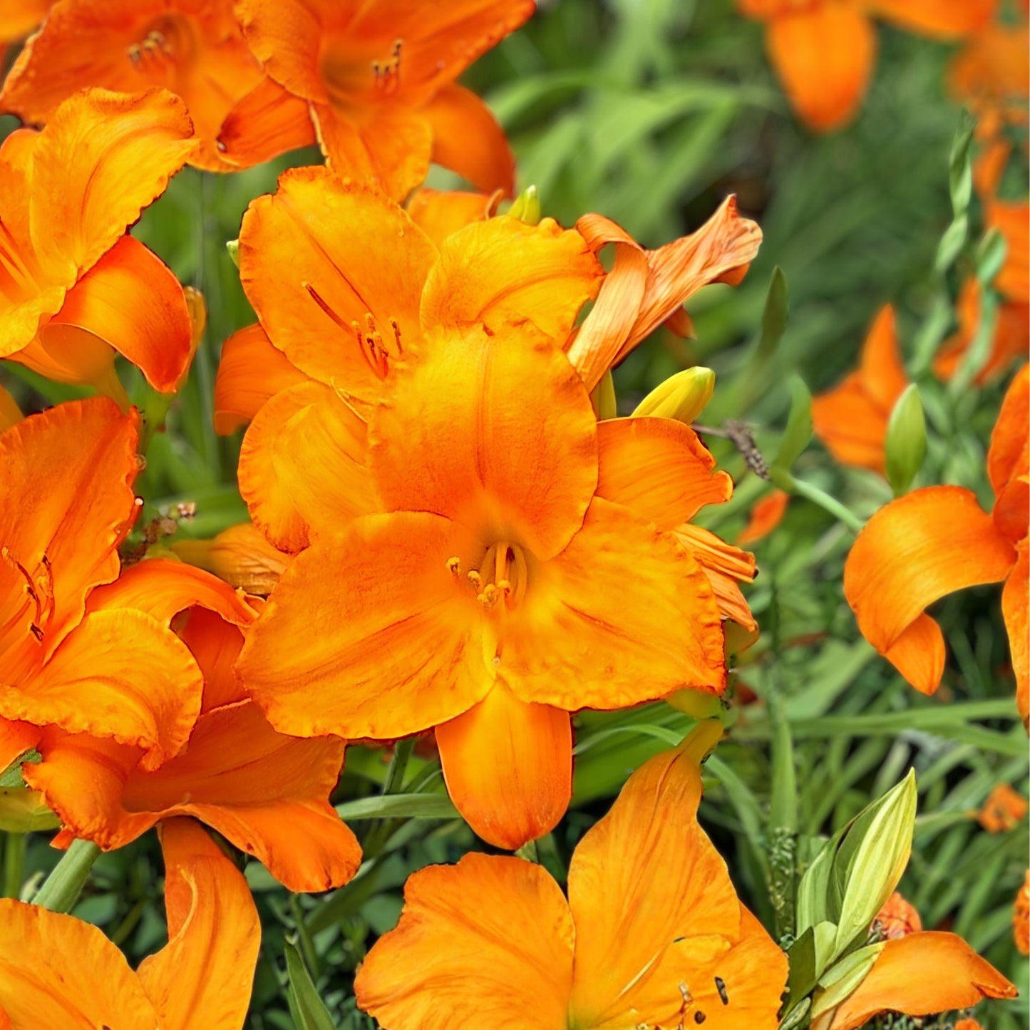 Endlessly Orange Daylily Live Root | Hemerocallis ‘Endlessly Orange’ | Reblooming Orange Flower Plant | Perennial Garden Accent
