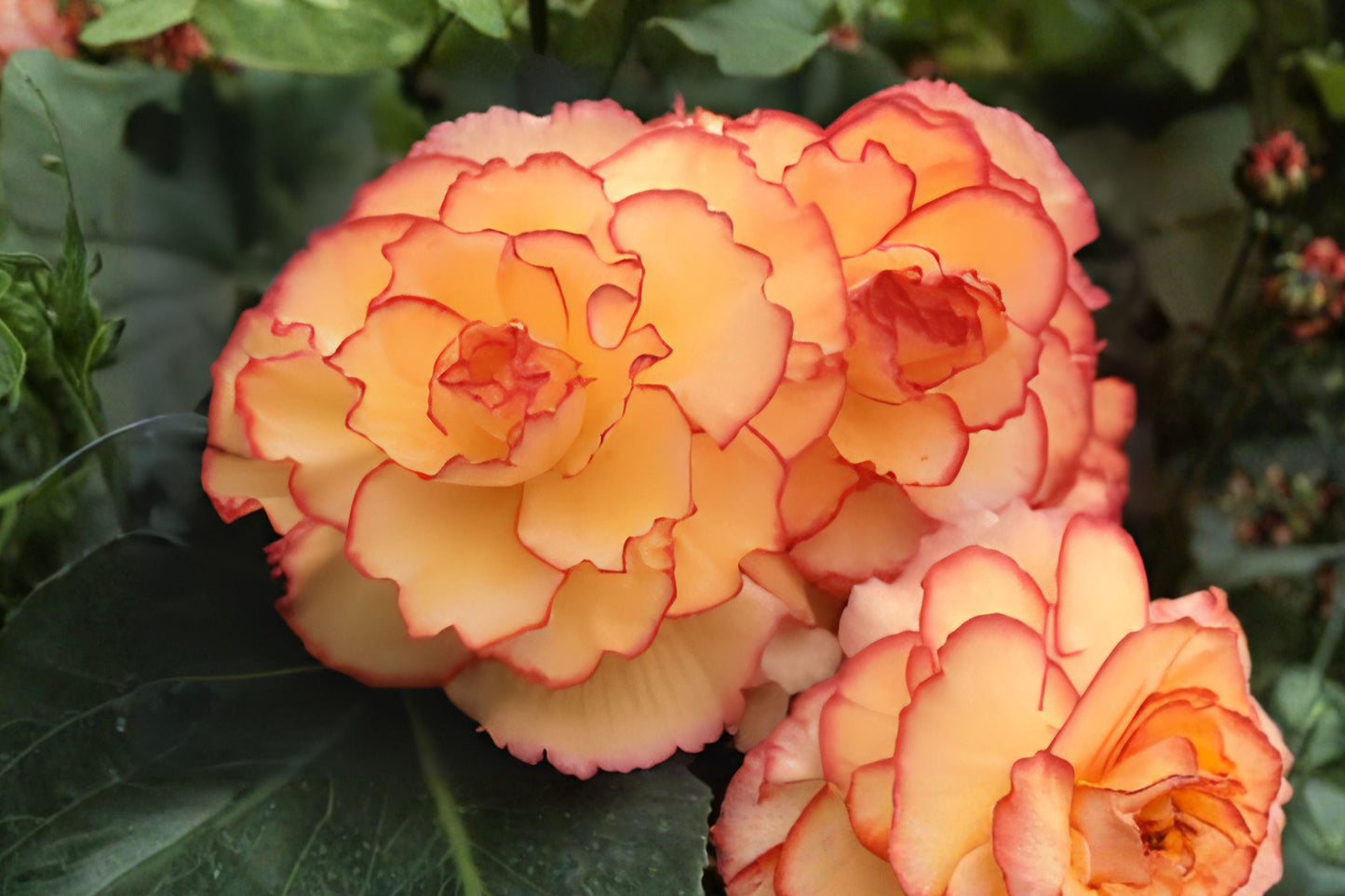 Begonia Bulbs - 3 Pack Picotee Sunburst - Yellow Red Flowers for Shade Gardens - Begonia x tuberhybrida