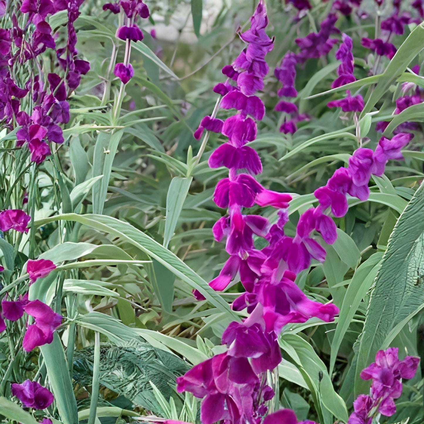 Purple Mexican Sage Cuttings - 7 Unrooted Live Cuttings, Purple Blooms - Salvia leucantha, Rare Herb Plant for Gardens