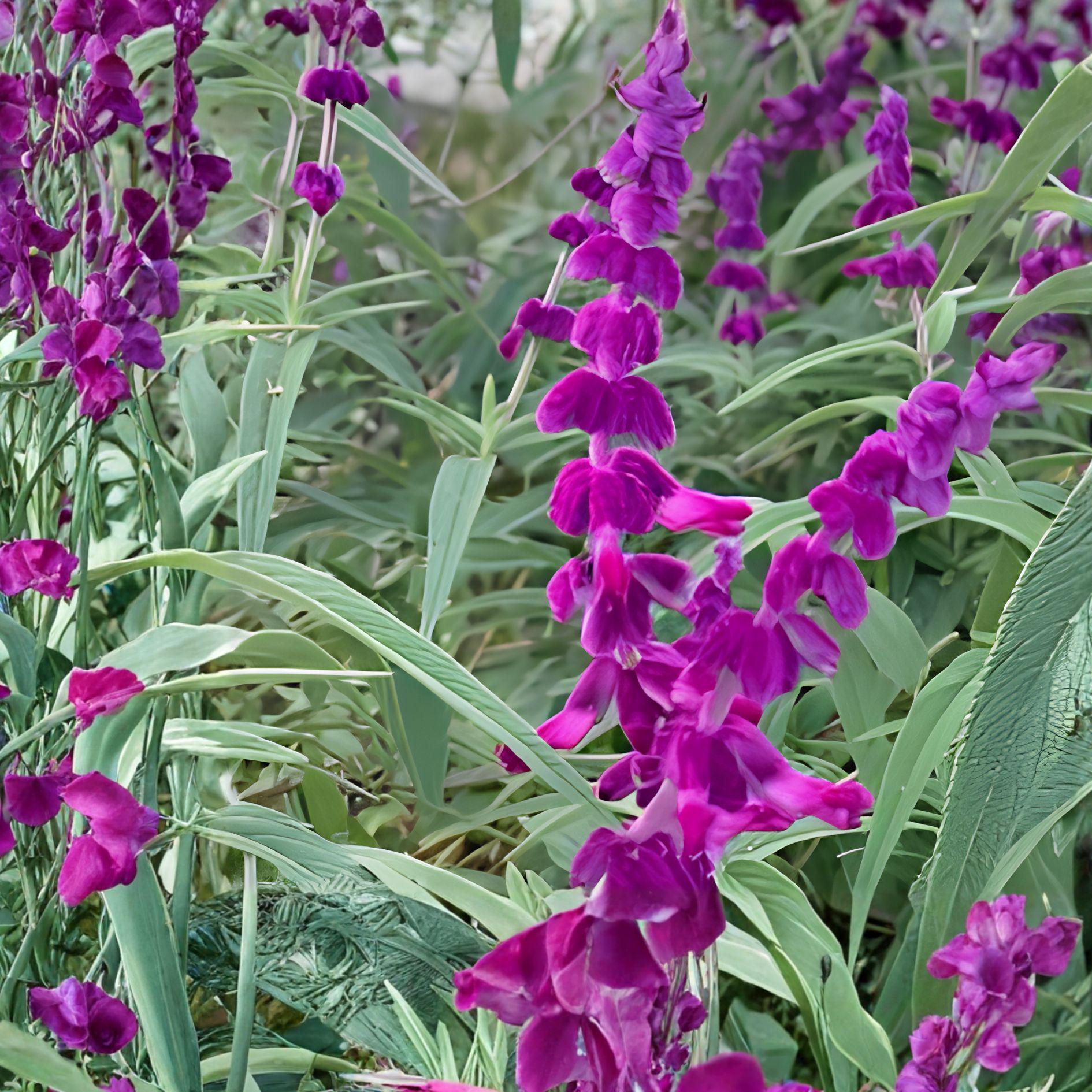 Purple Mexican Sage Cuttings - 7 Unrooted Live Cuttings, Purple Blooms - Salvia leucantha, Rare Herb Plant for Gardens