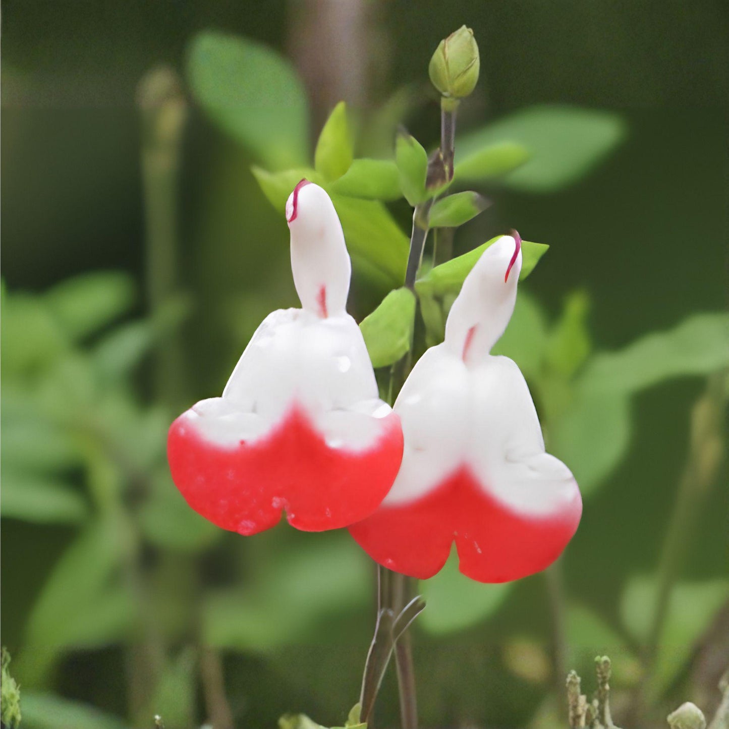 Hot Lips Sage Cuttings - 7 Unrooted Live Cuttings - Salvia greggii - Red White Blooms - Organic, Heat-Resistant Herb Plant