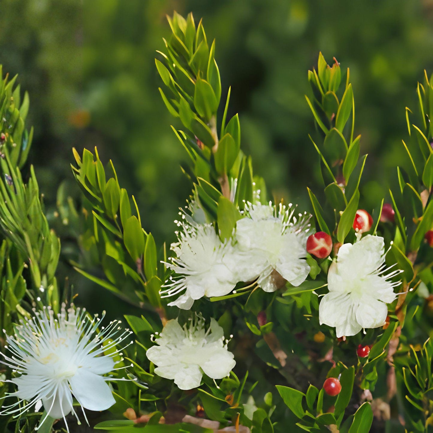 White Myrtle Cuttings - 7 Unrooted Live Cuttings, Fragrant White Blooms, Myrtus Communis, Evergreen Shrub for Garden