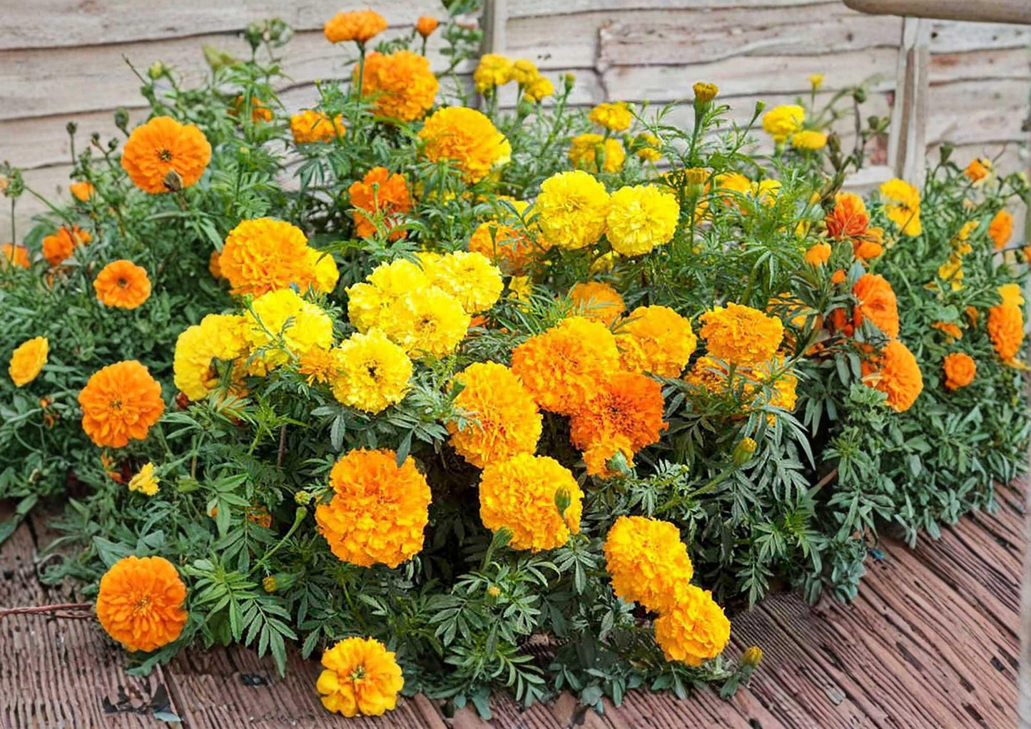 Double Dwarf Sunflower Seeds - 50+ Teddy Bear Sungold - Compact Fluffy Golden Blooms - Pollinator Friendly Garden Seeds