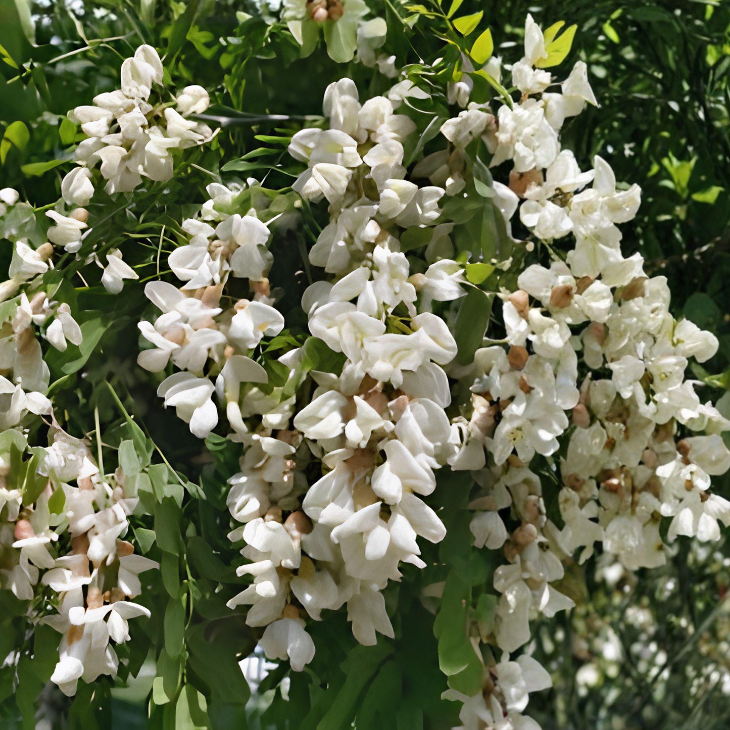 Black Locust Sapling | Bare Root Live Plant | Hardy Shade Tree | Robinia Pseudoacacia