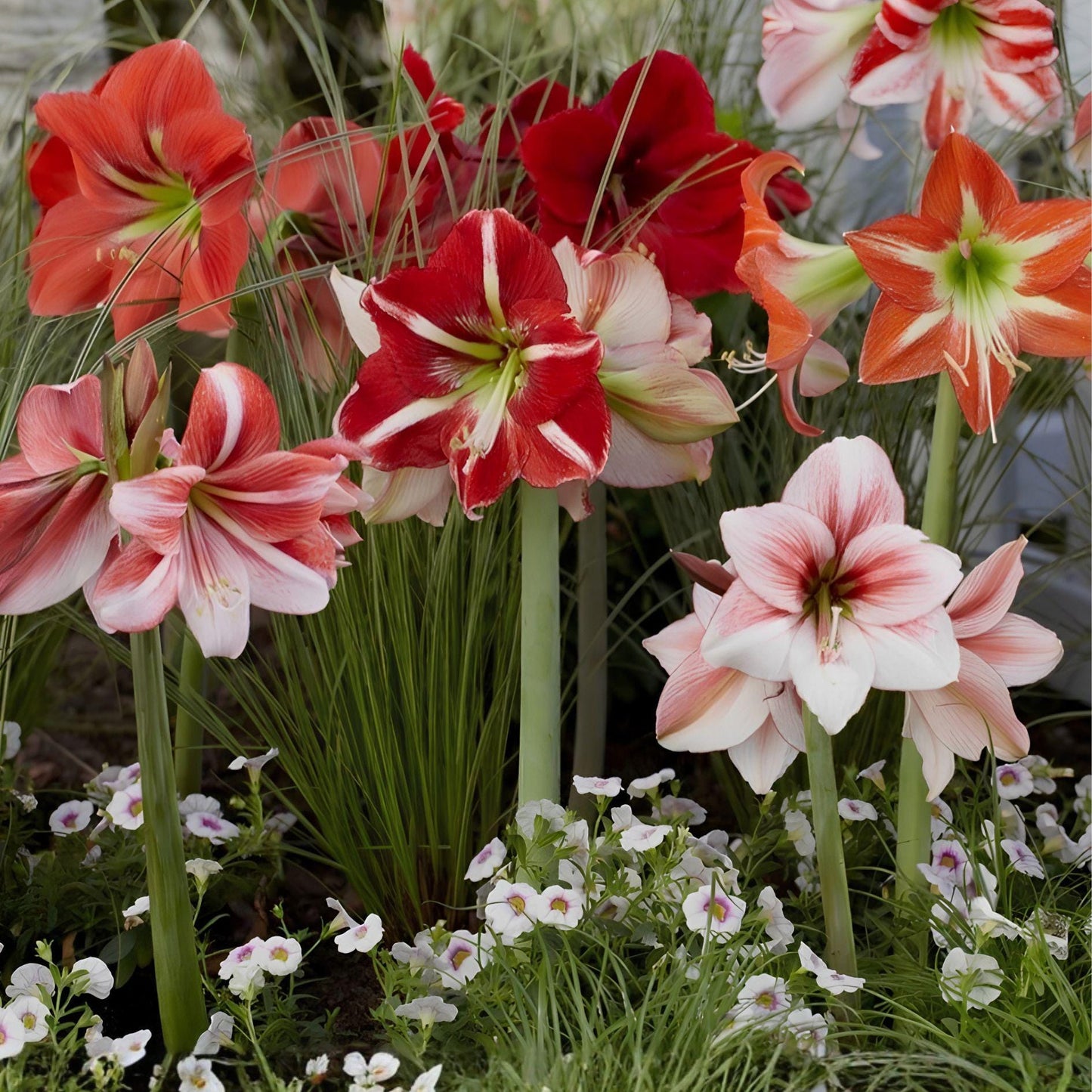 Dwarf Amaryllis Bulbs (10 Count) - Hippeastrum Trumpet Blooms - Easy Care Flowering Bulbs for Indoor & Outdoor Gardens