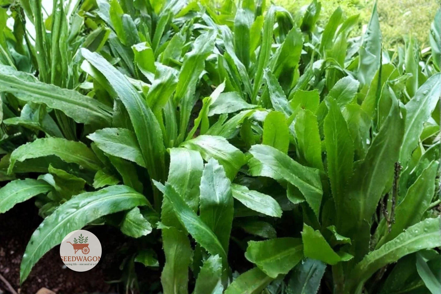 Vietnamese Culantro Seeds - 100 Heirloom Eryngium Foetidum - Ngo Gai Culinary Herb for Asian Cooking Garden